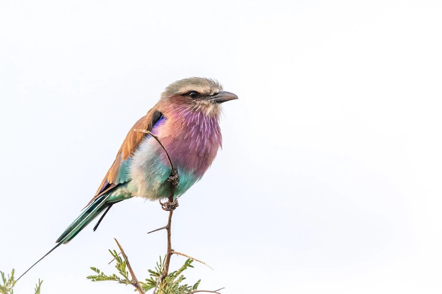 Beautiful Lilac Breasted Roller.jpg