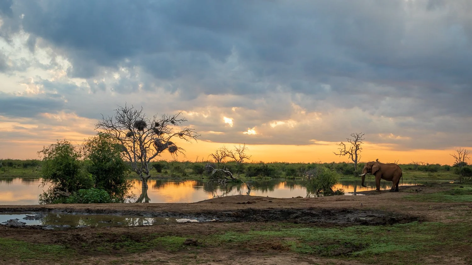 Elephant at sunrise.jpg