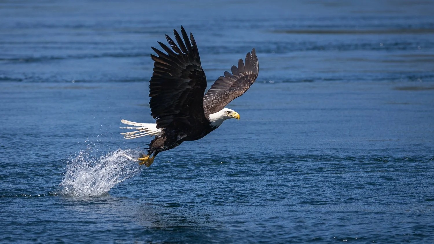 Eagle SHow Action-7.jpg