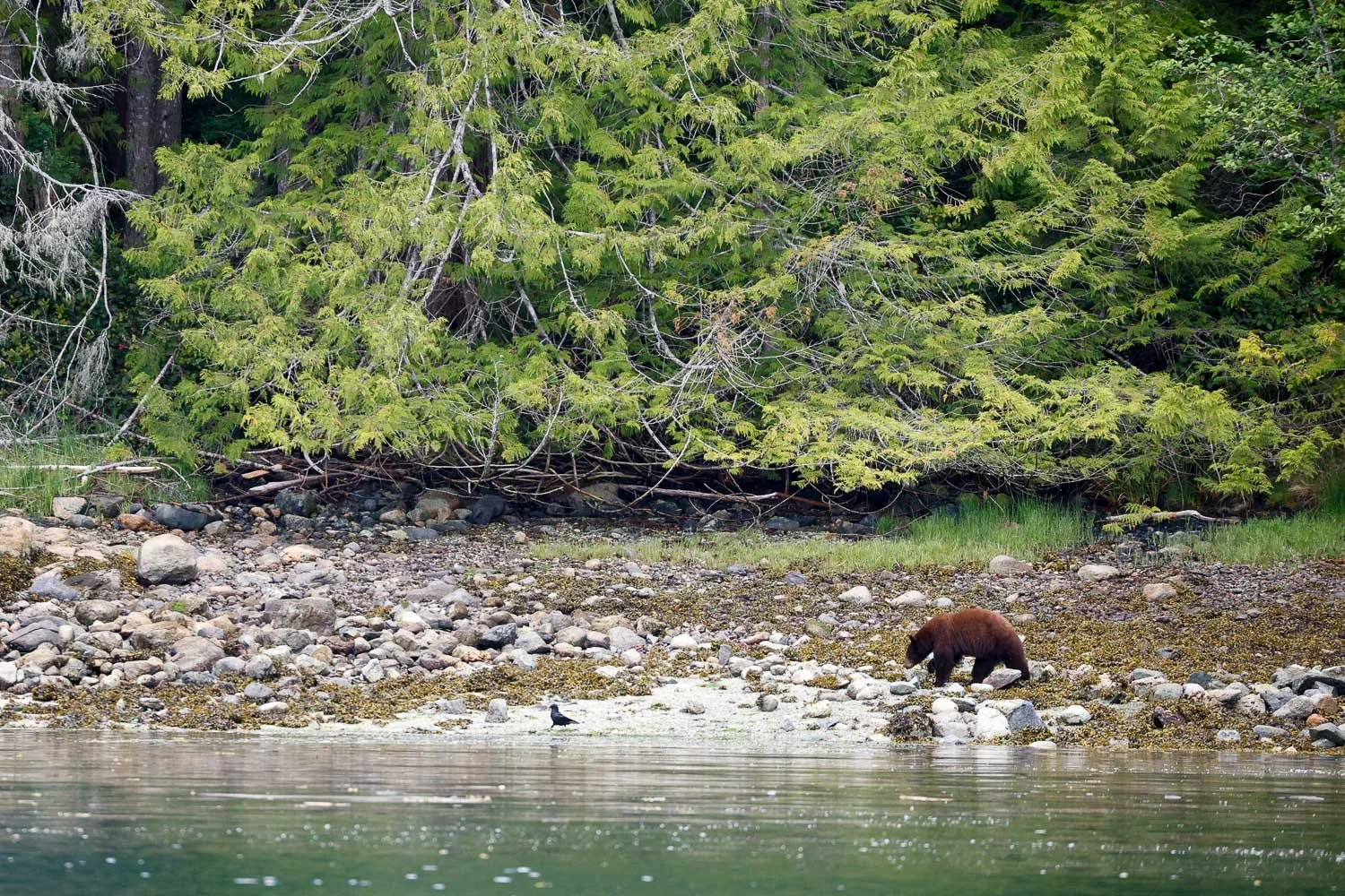 Black bear on beach,Campbell River, BC, Canada.jpg