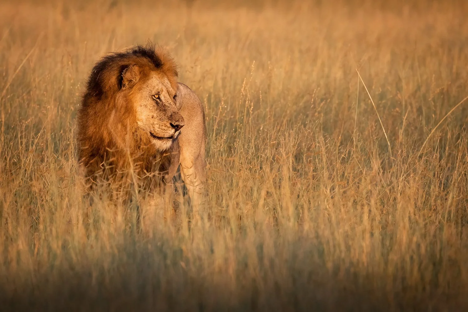 Majestic Lion.jpg