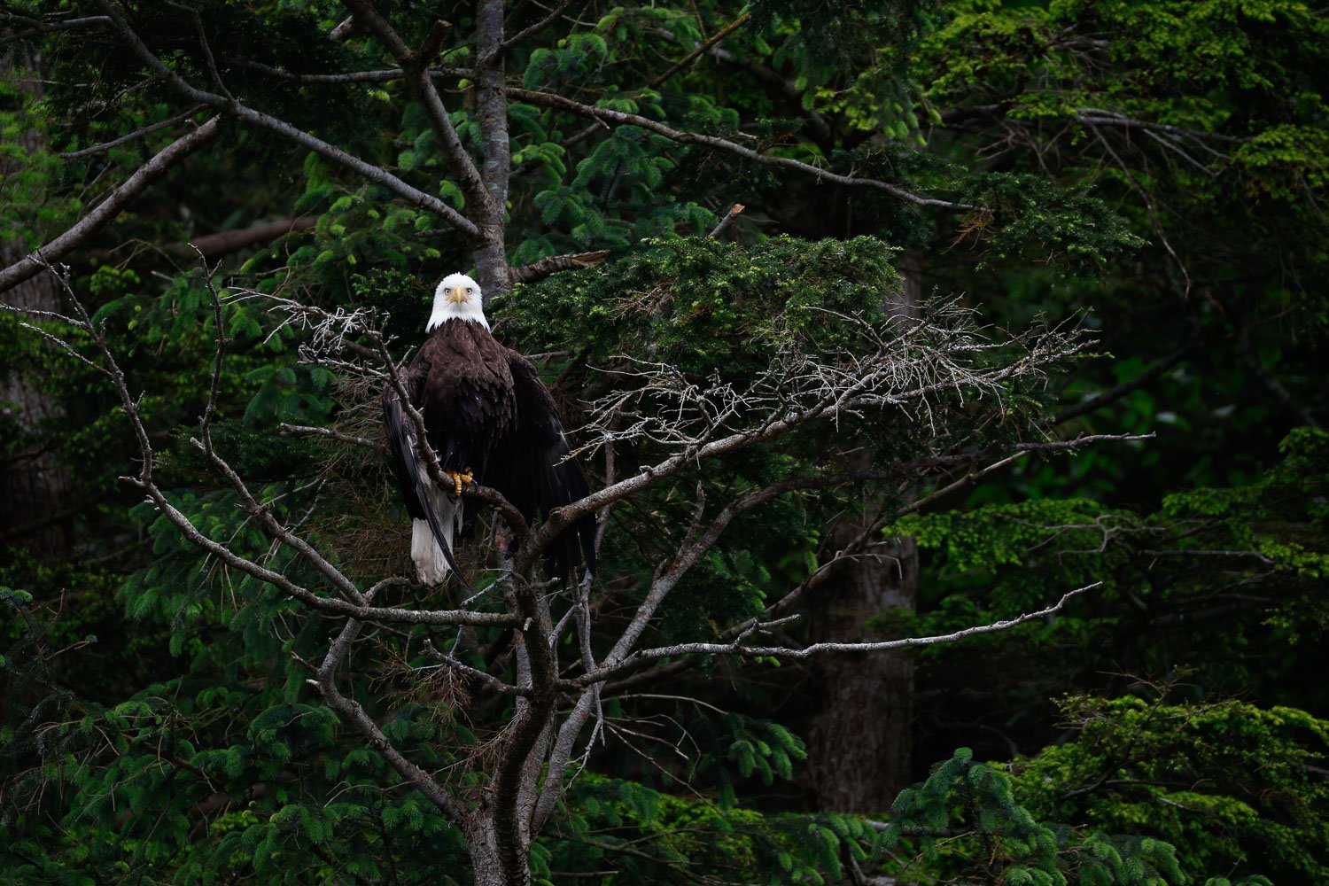 Eagle static in tree with angry look, Campbell River, BC, Canada.jpg