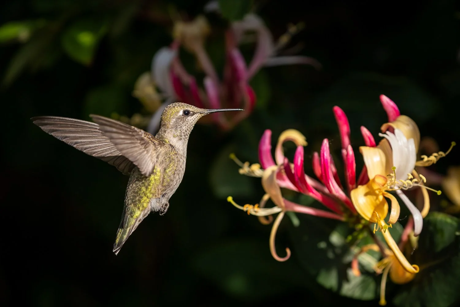 Hummingbird-1.jpg