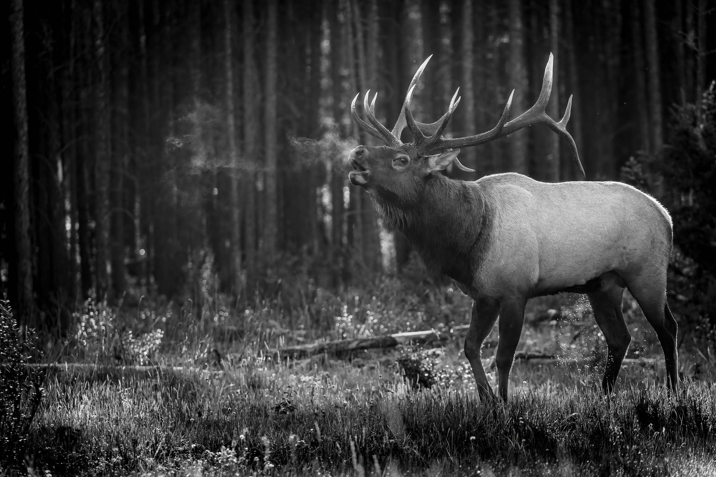 028A8835-Edit-1.jpg