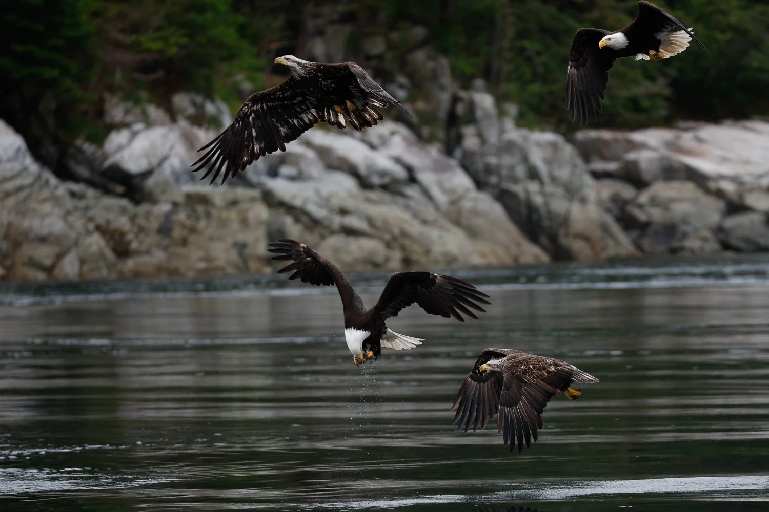 Eagle feeding frenzy, Campbell River, BC, Canada..jpg