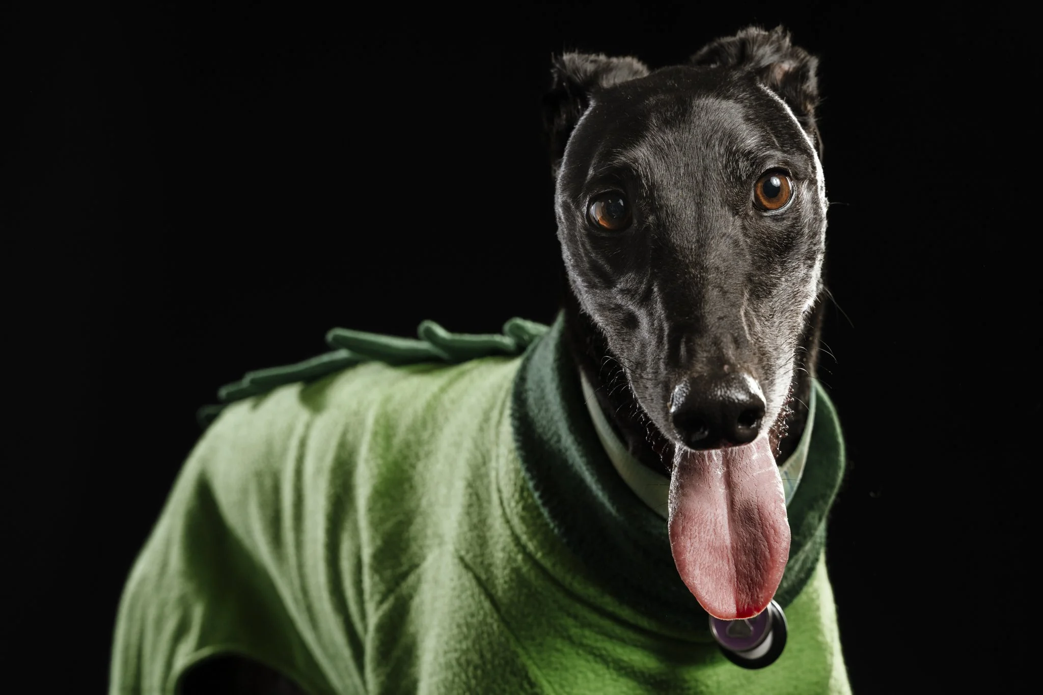 A black dog wearing a green costume with a leafy tail, against a black background.