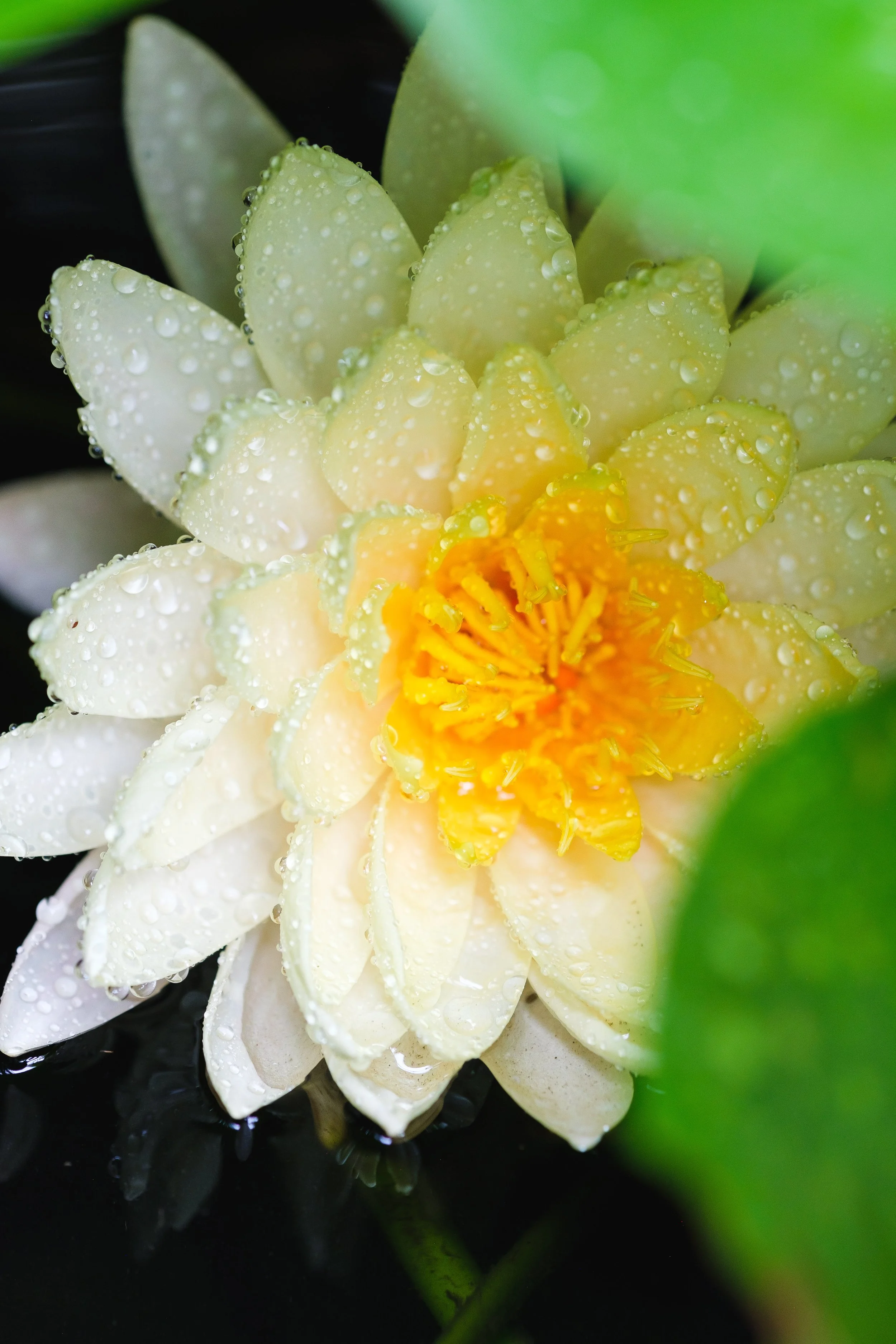 DSCF9486.jpg