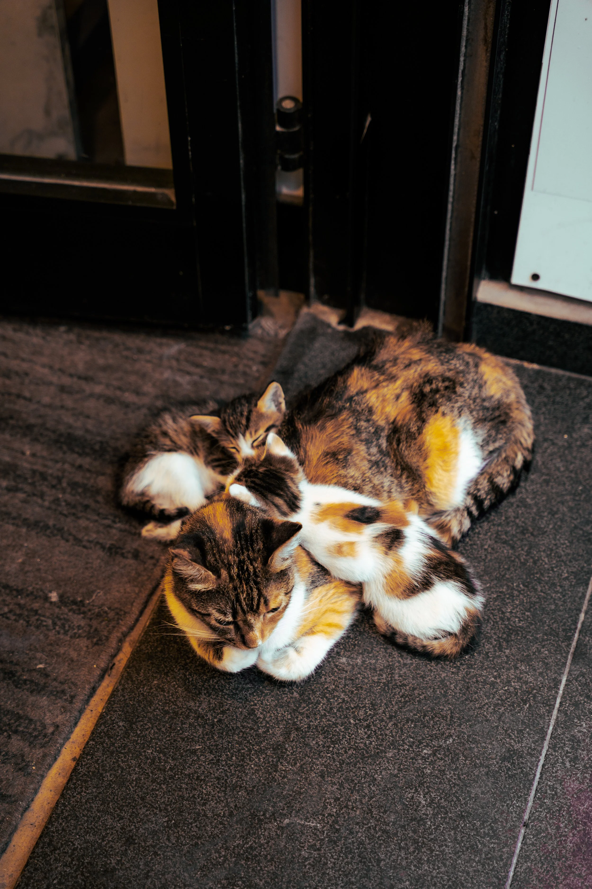 DSC09010.jpg