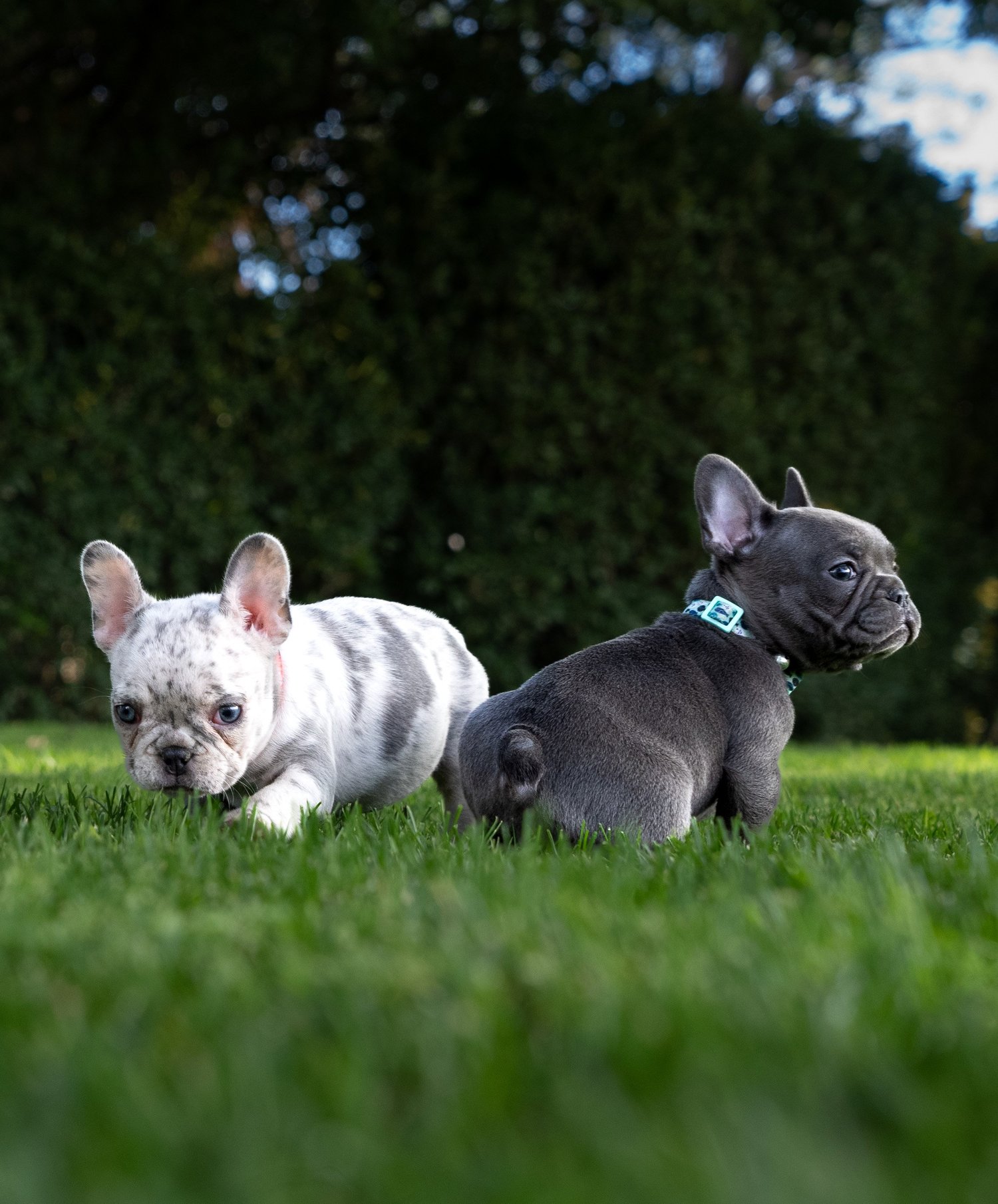 Fully Grown Getting A French Bulldog Full Grown Long Haired