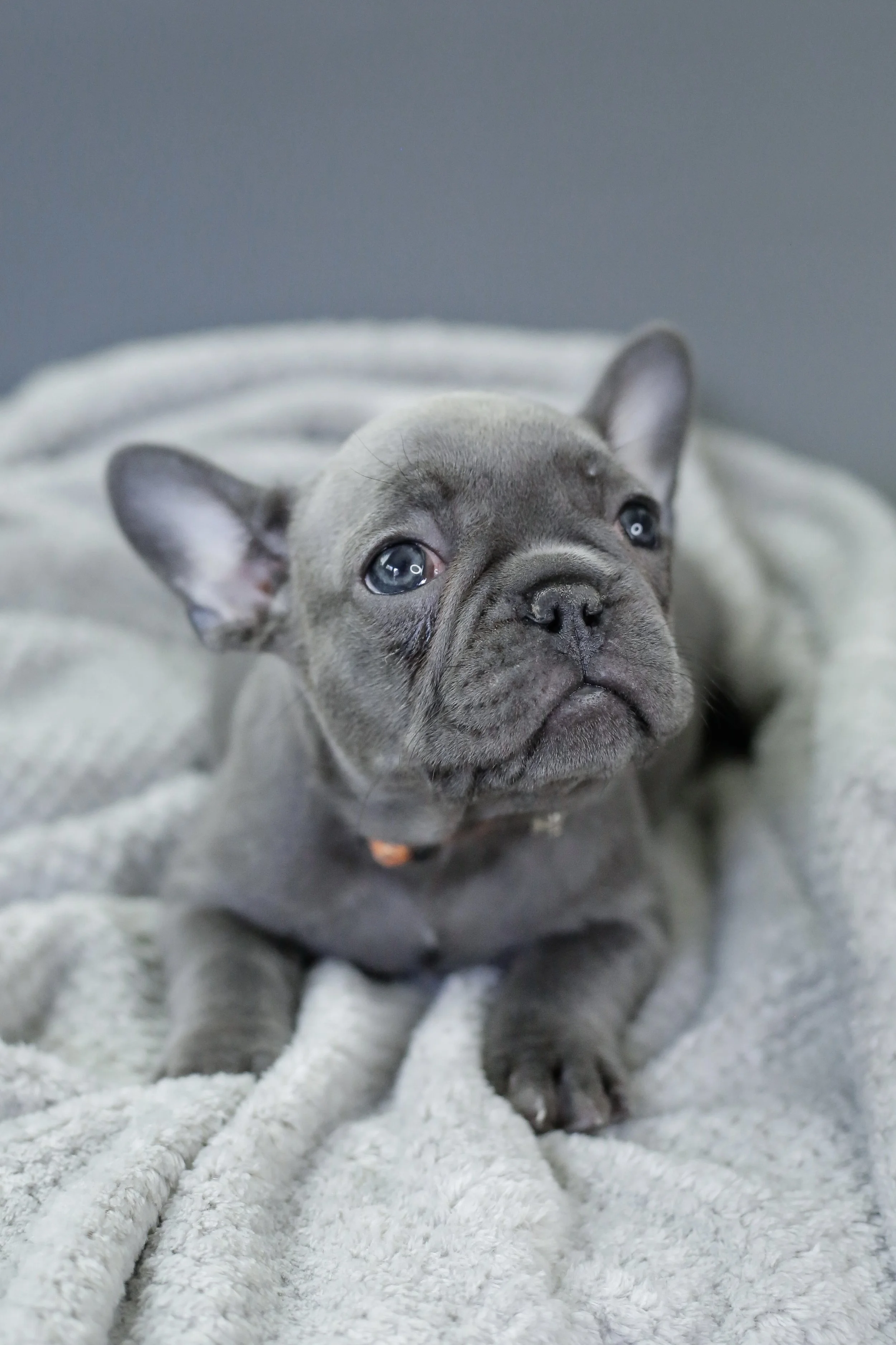 French Bulldog Puppy - Blue