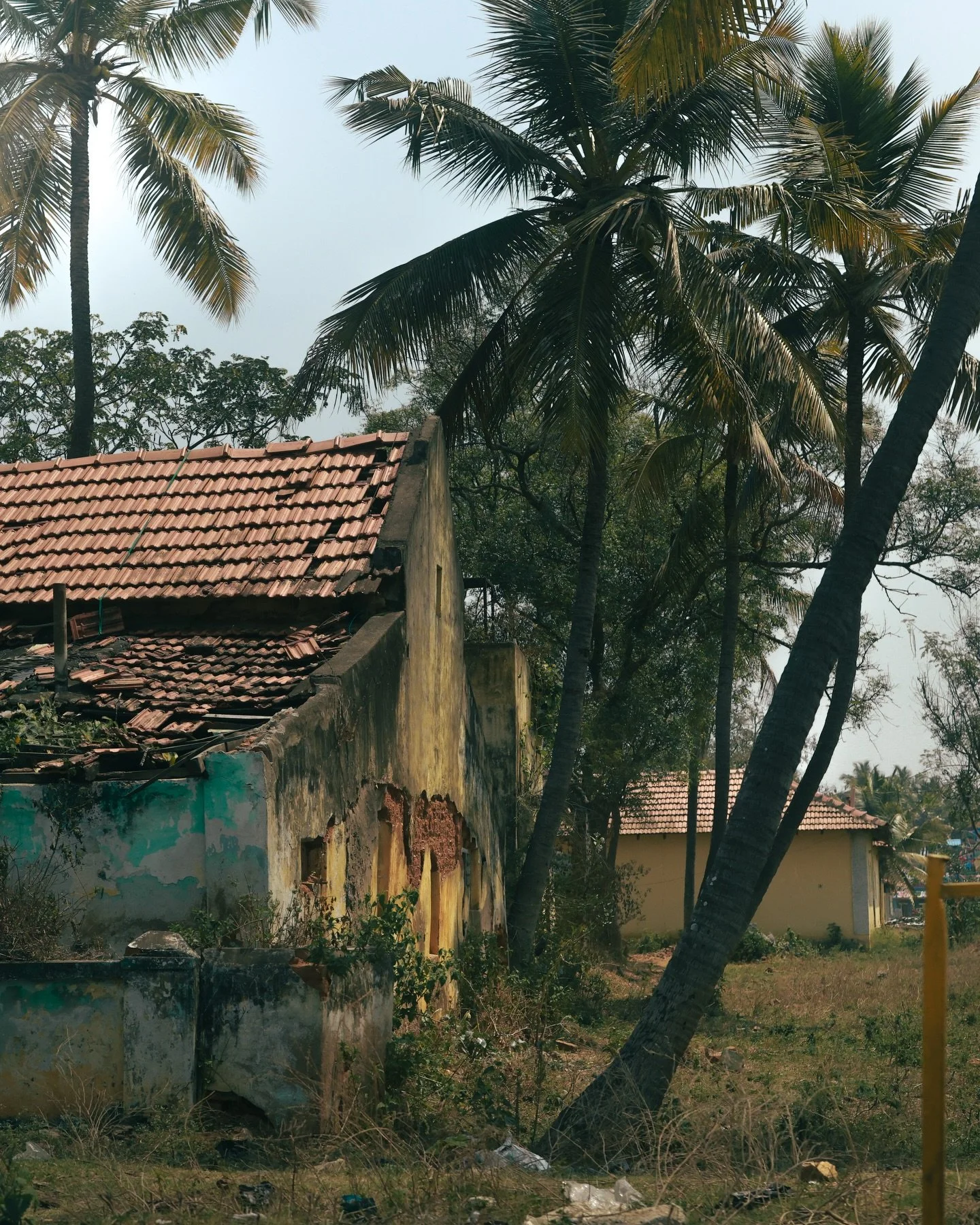 The cows are actually roaming the streets 🇮🇳

But so far I&rsquo;ve only seen them from a car window and not managed to capture it in the amazingly casual way it appears.

So here are some other shots from the last two days in Mysore and Coorg 😜

