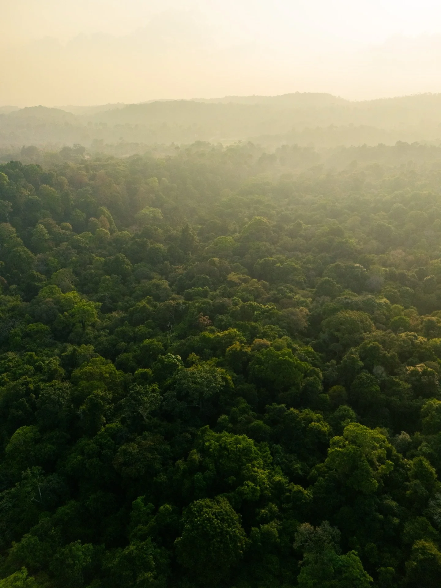 The beauty of this place is unreal 🇮🇳 And hardly anyone seems to know about it.

So please don&rsquo;t tell them.

📍Coorg, Karnataka, India.