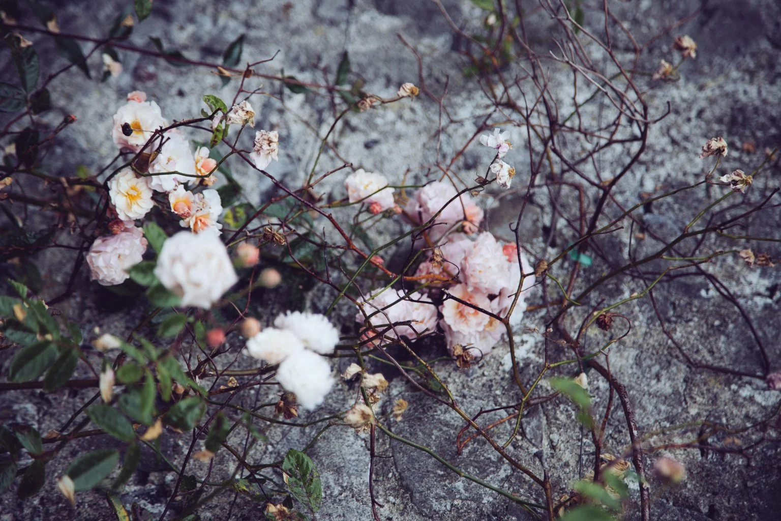 A broken and discarded bunch of light pink and white roses with some green leaves, lying on a rough gray surface.