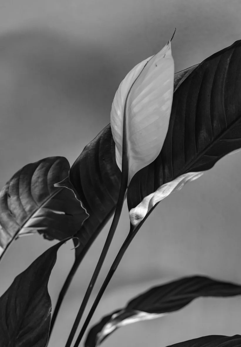 2025-02-03Lara Carbone Wedding Photographer_.jpg