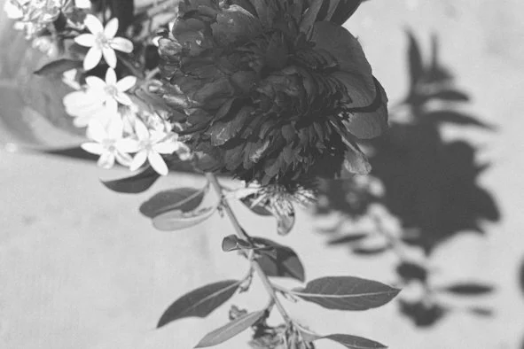 Black and white photo of flowers with shadow on background