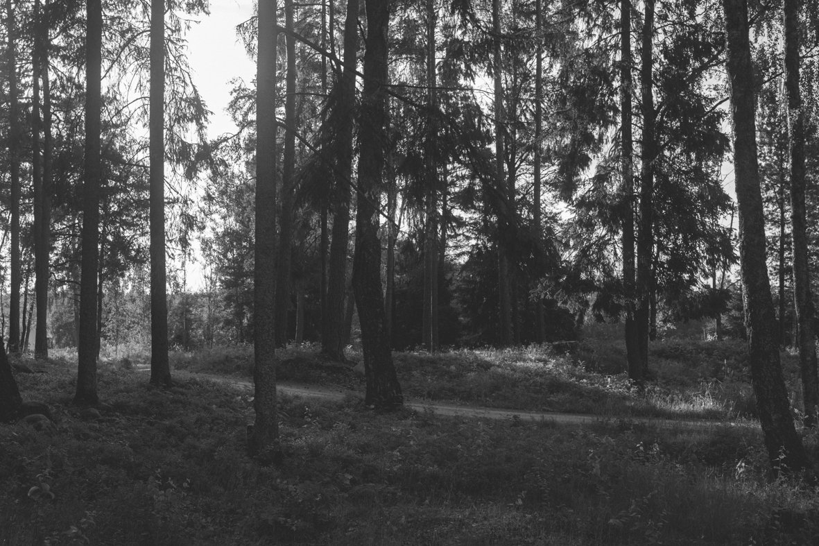 A black and white photo of a forest with tall trees and a winding path.