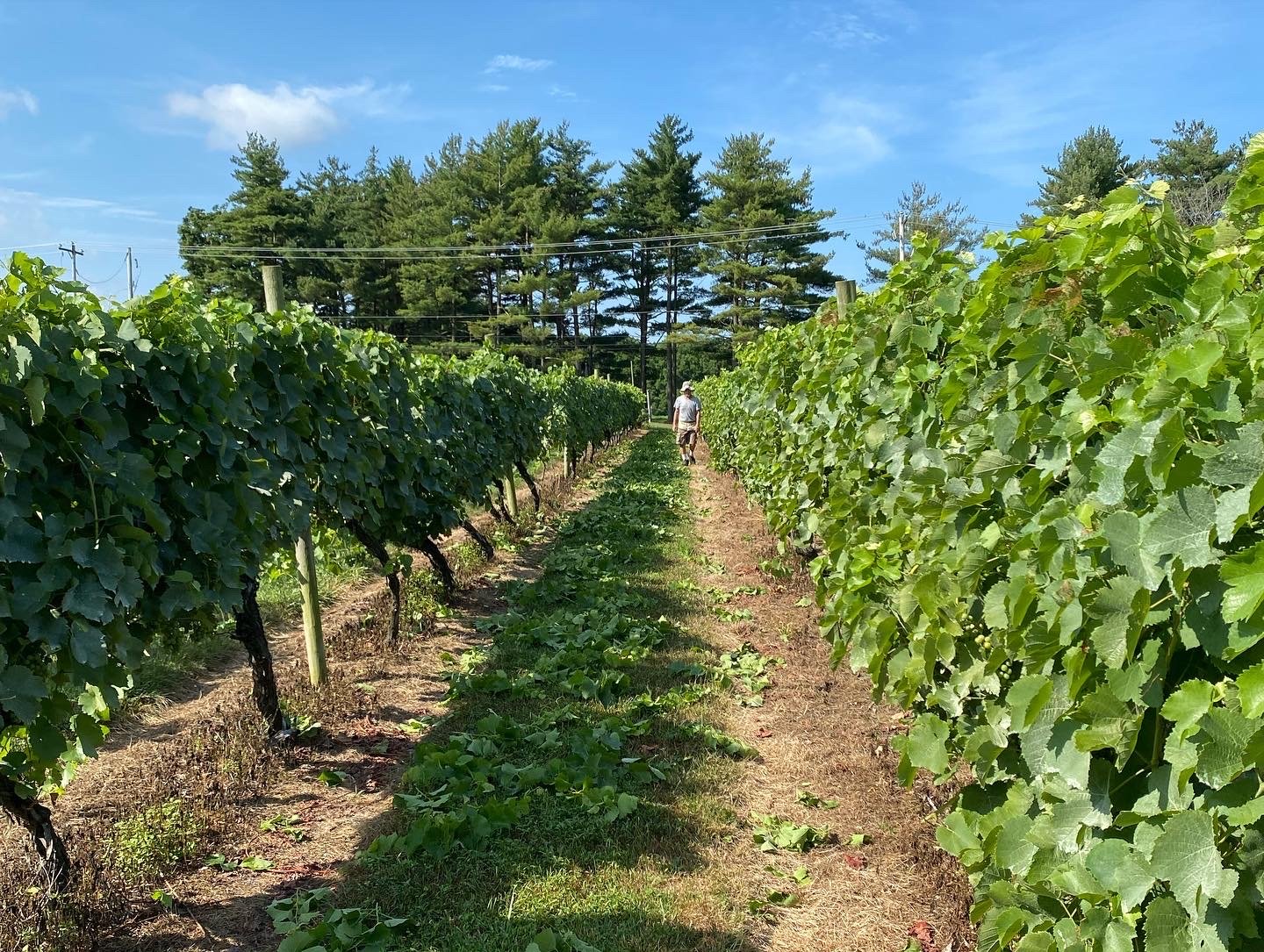 gallery-1-wycombe-vineyards-family-owned-operated-estate-winery
