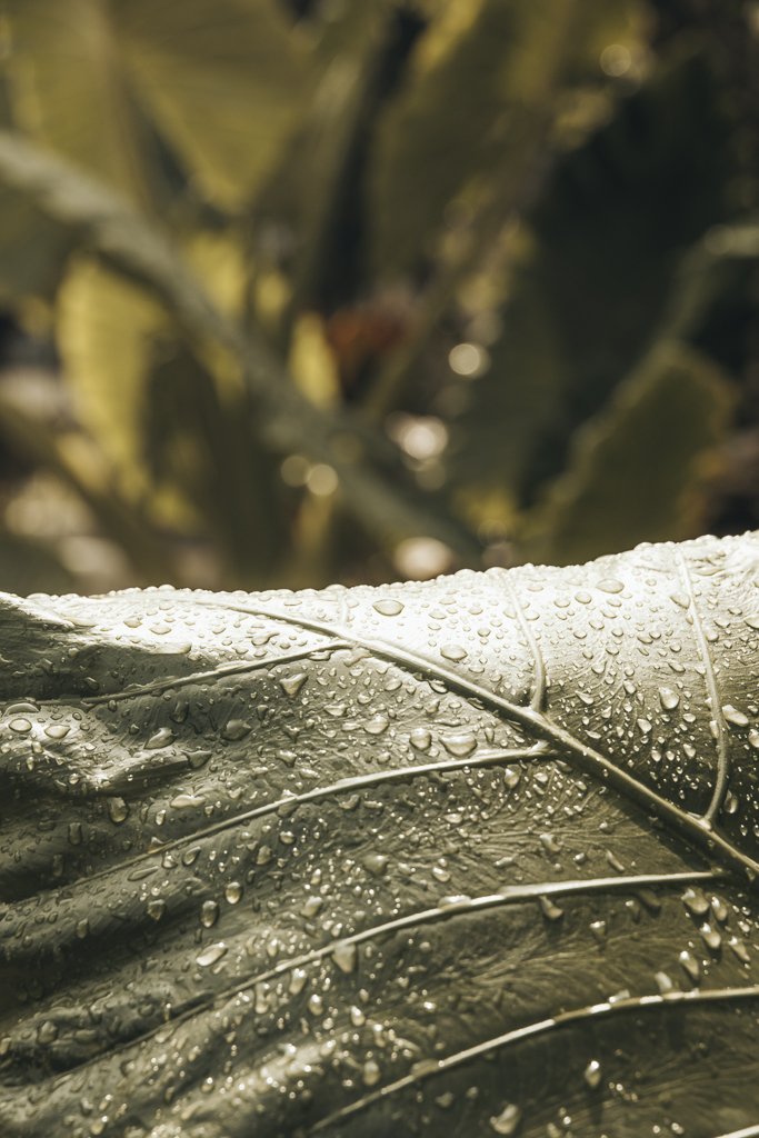 rain drops Bali