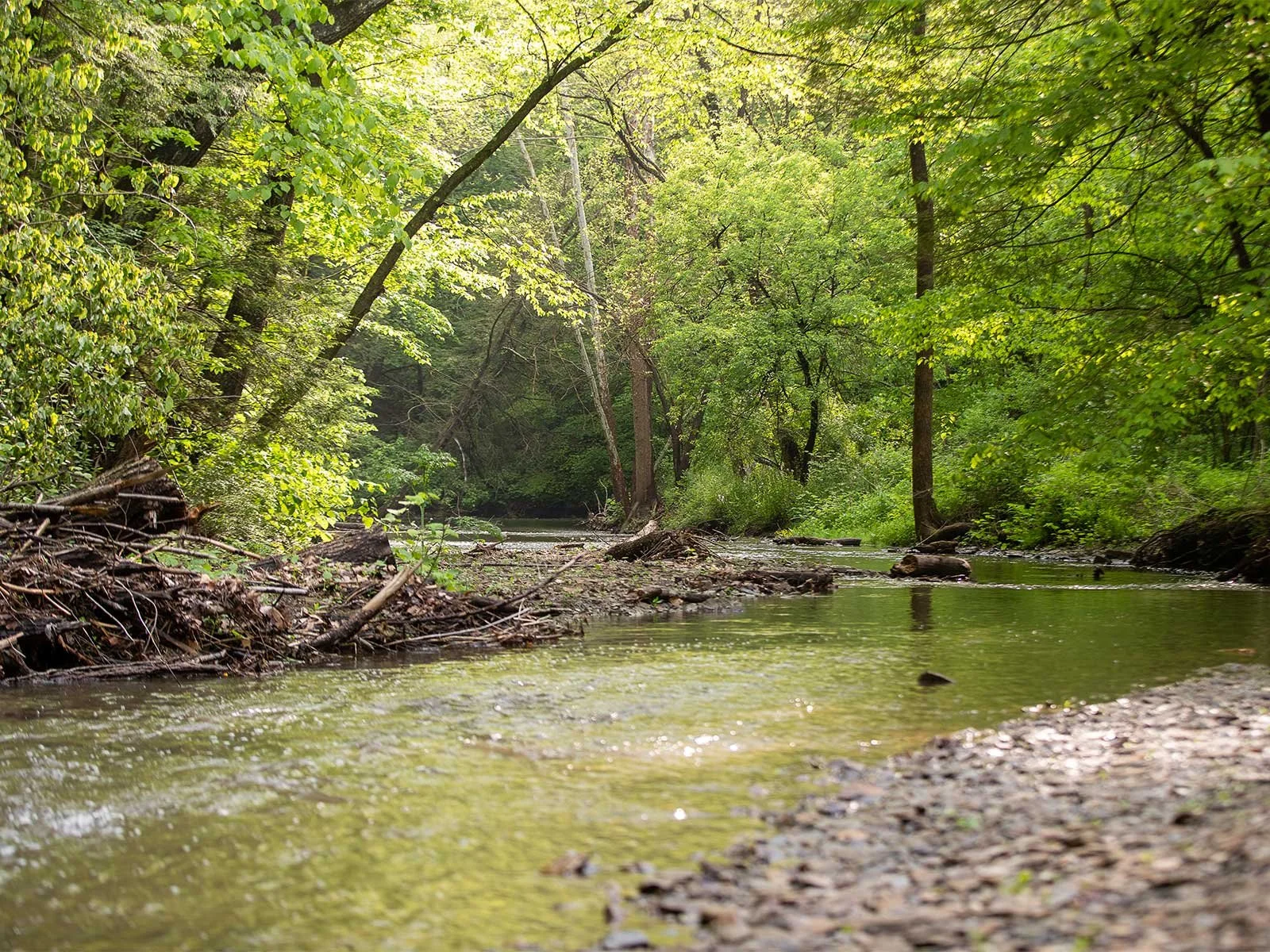 A serene forest stream with lush greenery and dappled sunlight filtering through the trees.