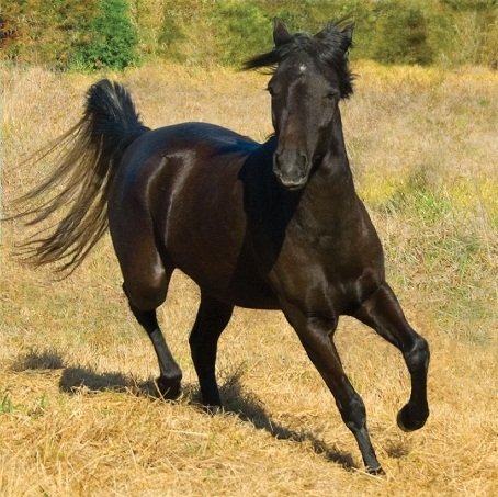 Black-Caspian-Horse.jpg