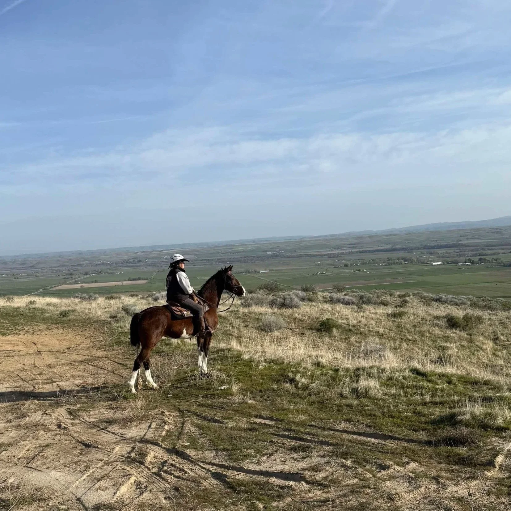 So you want to buy a horse?