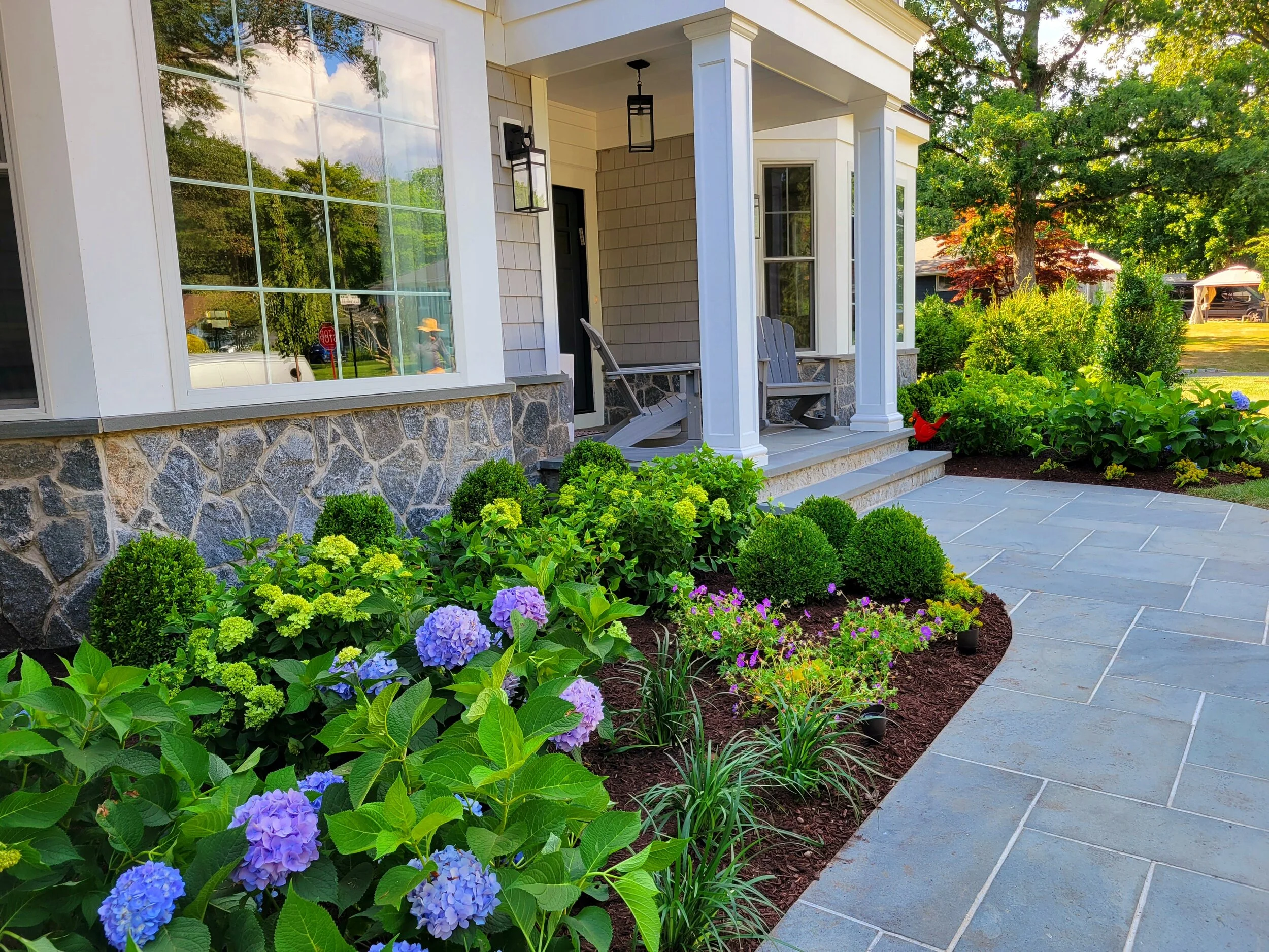 East Hills landscape design boxwoods & hydrangeas.