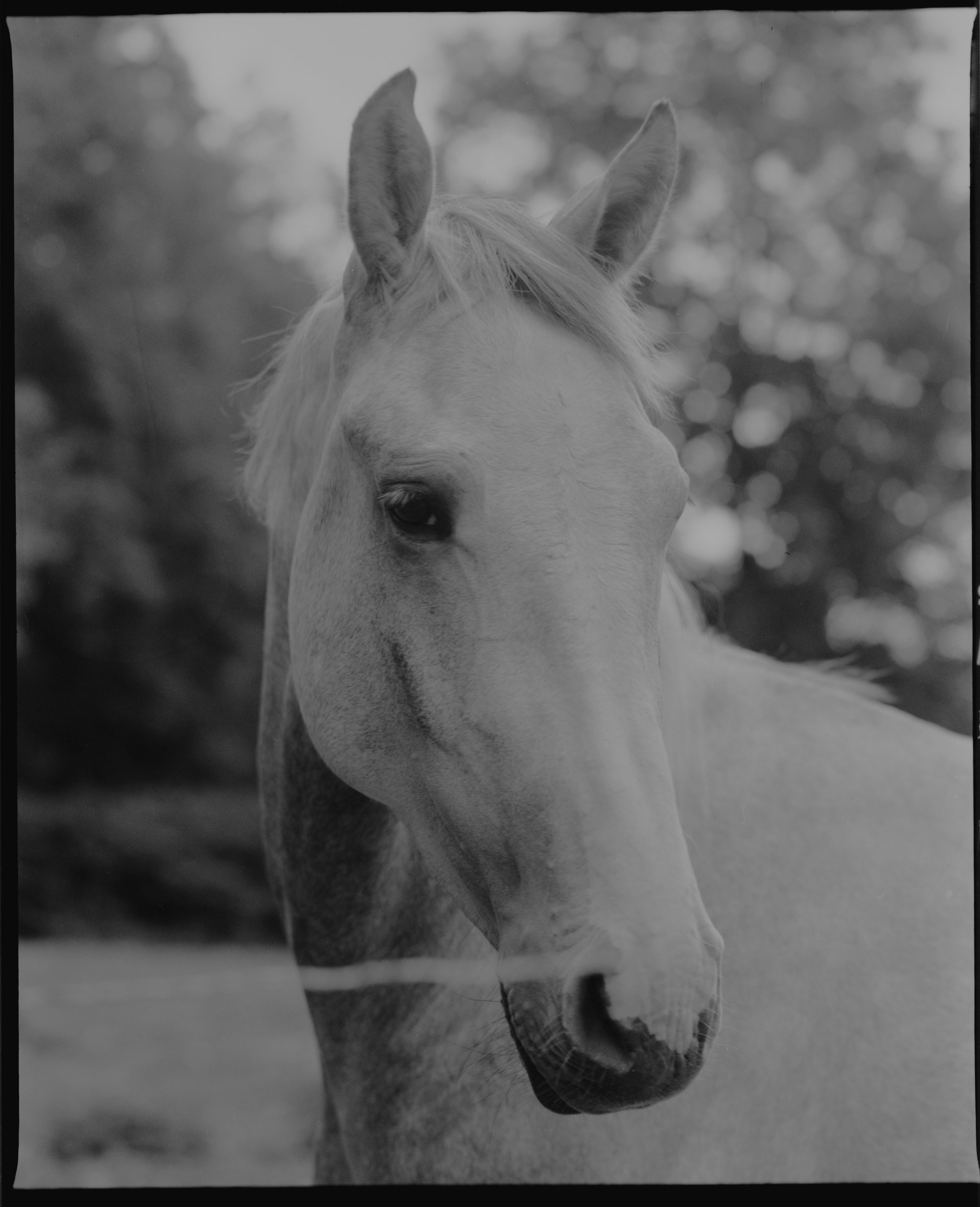 Ilford Delta 400 Pro_05-positive.jpg