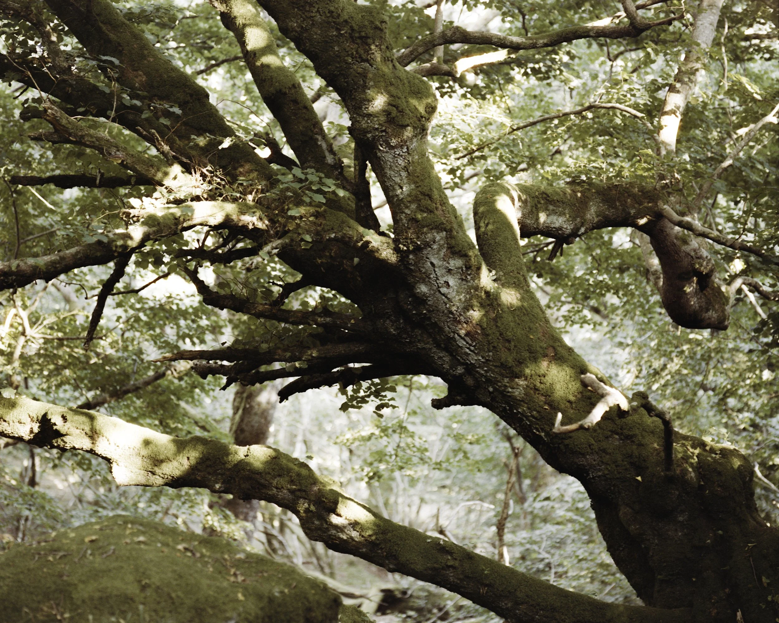 Cinestill 400D_05_185_Havnehagen.jpg