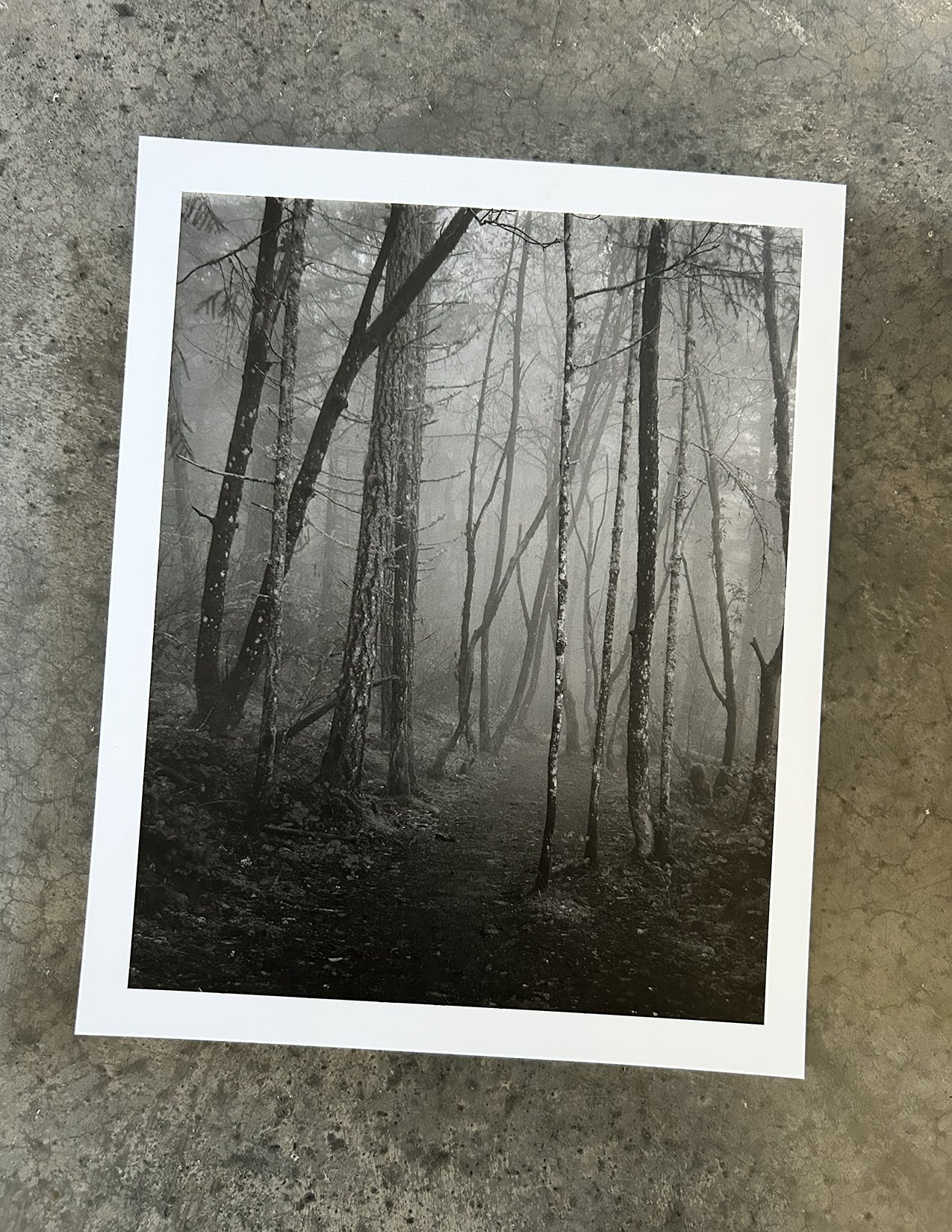 Enchanted Forest.jpg