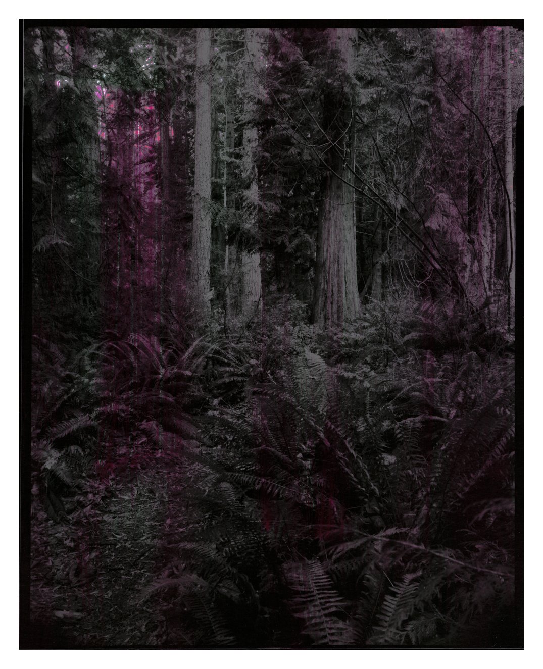Trees-02.jpg