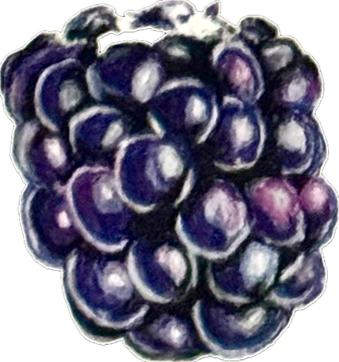 Oil Pastel Blackberry.PNG