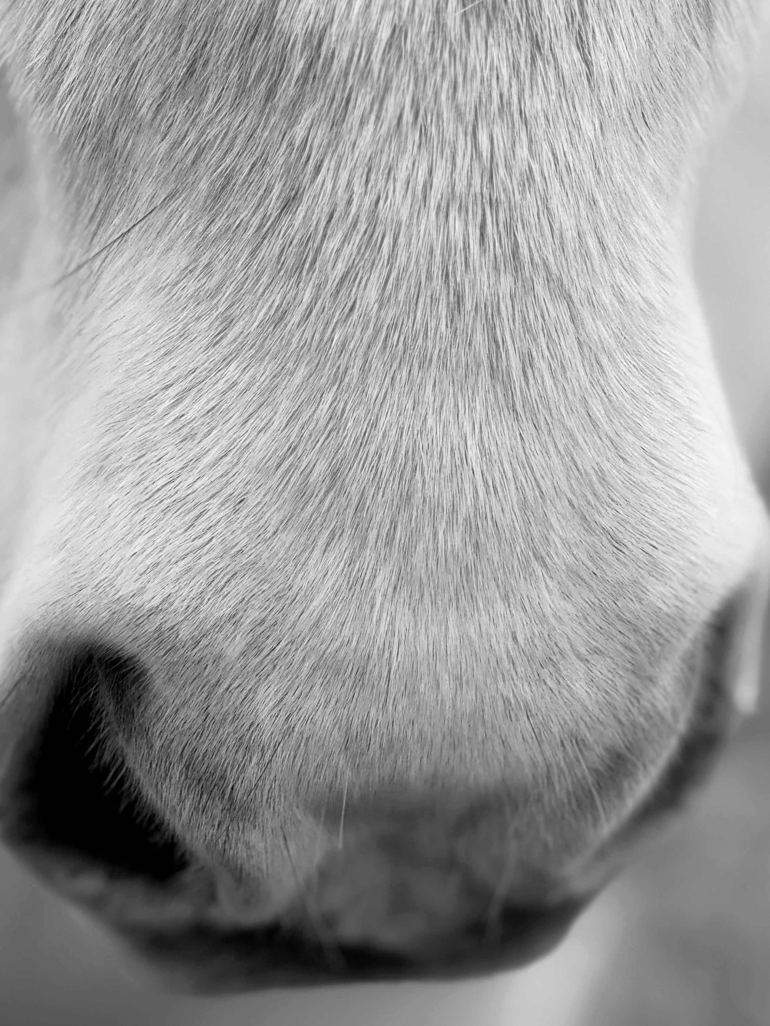 Gentlethehollowhorse.jpeg