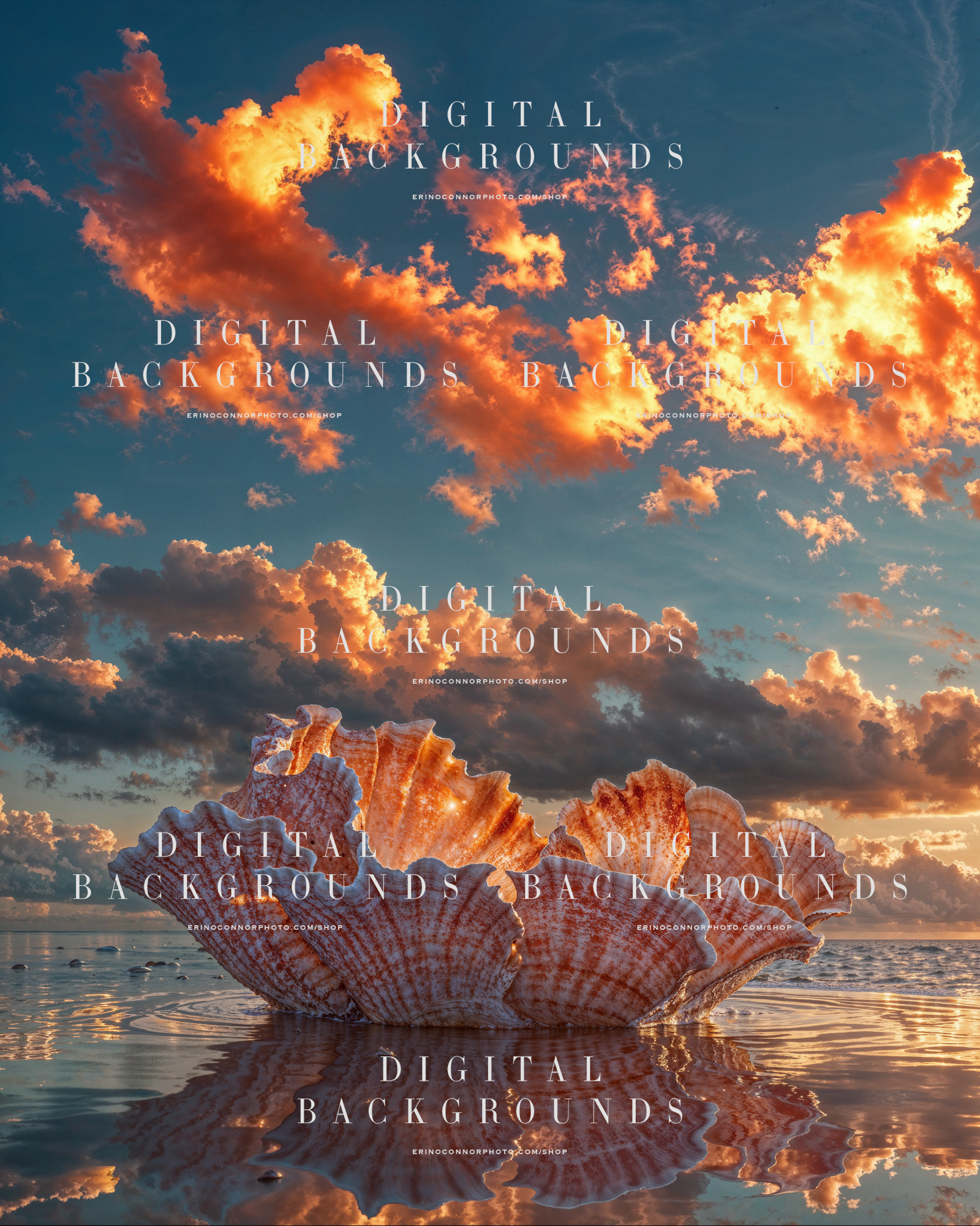 Ocean shell digital background with layered pink toned shell forms, reflective water, and a fiery sunset sky for fantasy portrait composites.