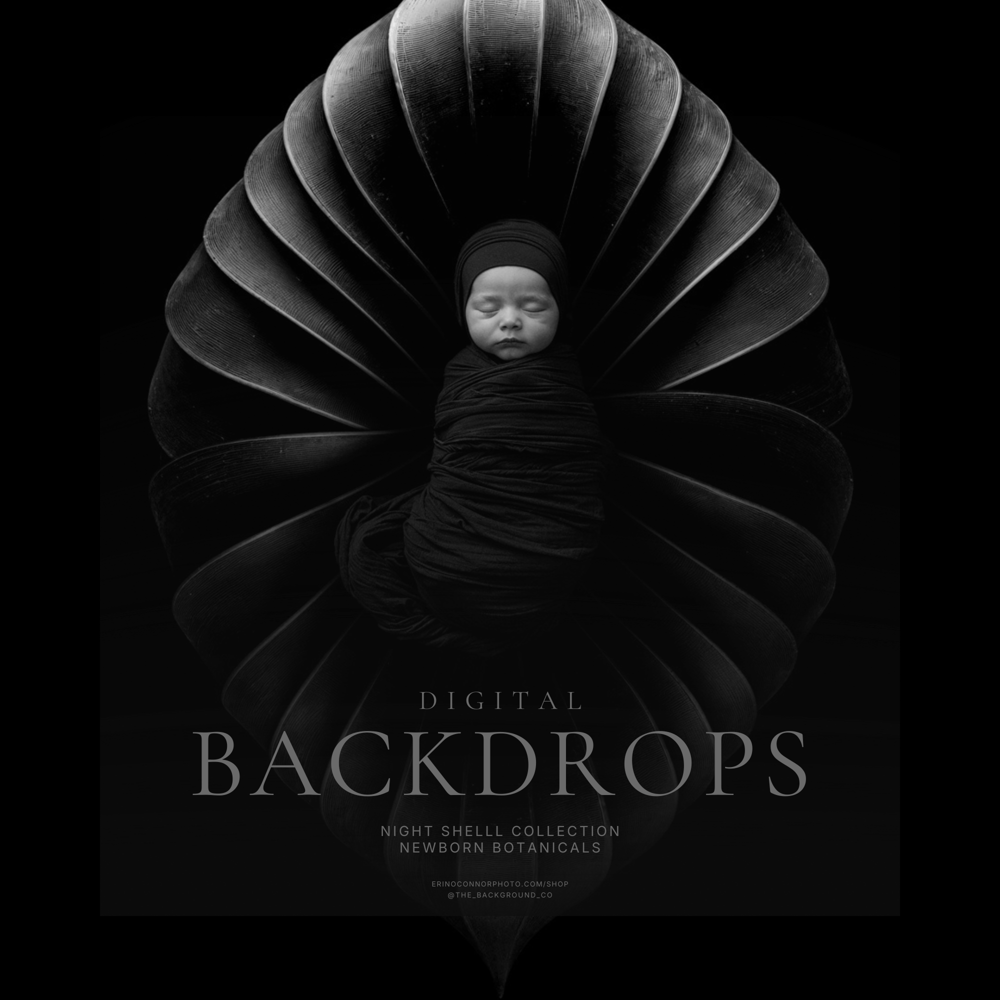 Newborn_Botanicals_Shell_FLower_Petal_Digital_Backgrounds_Backdrops-2.png