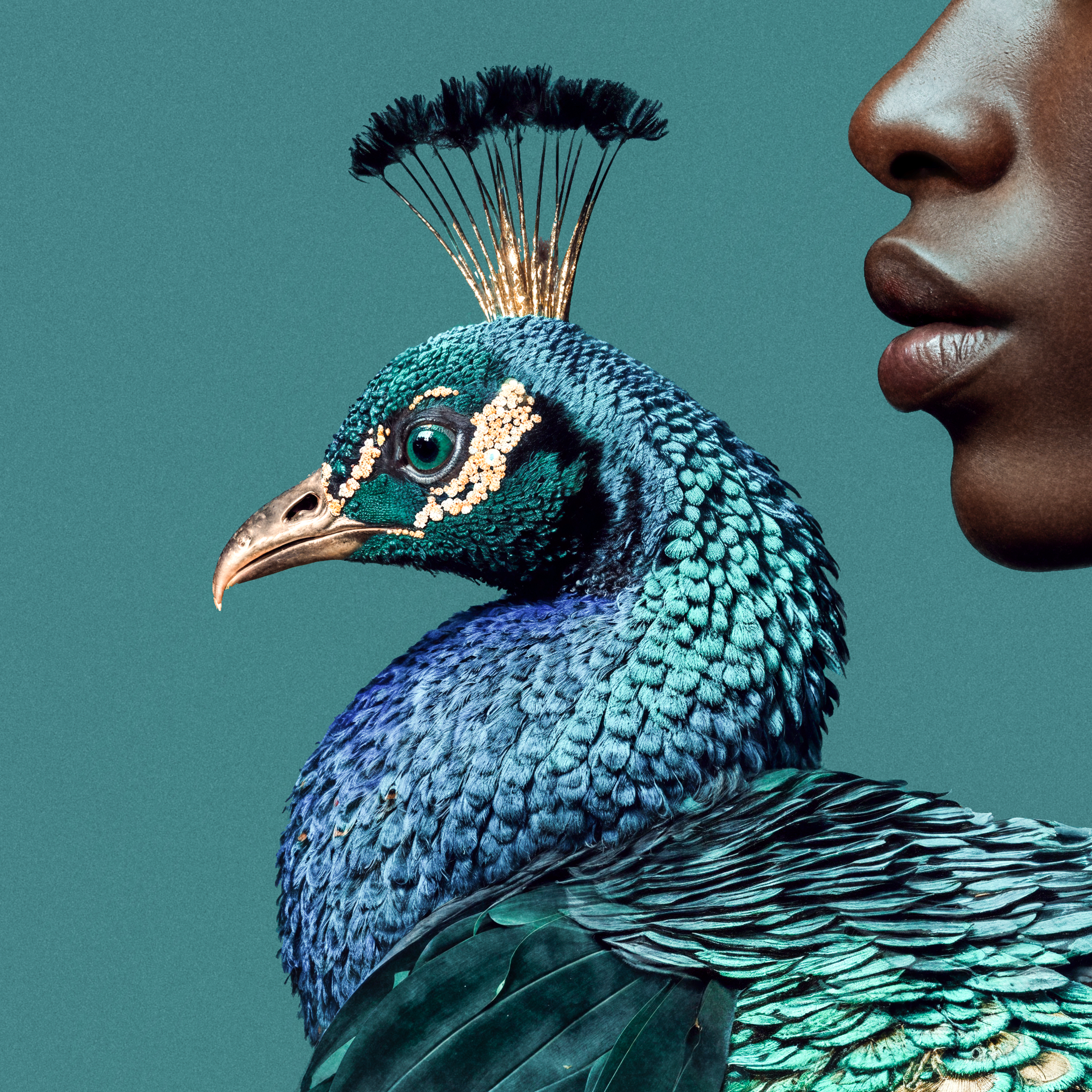 Close detail of the blue and turquoise head, crest and iridescent plumage of the peacock in Emera's portrait.