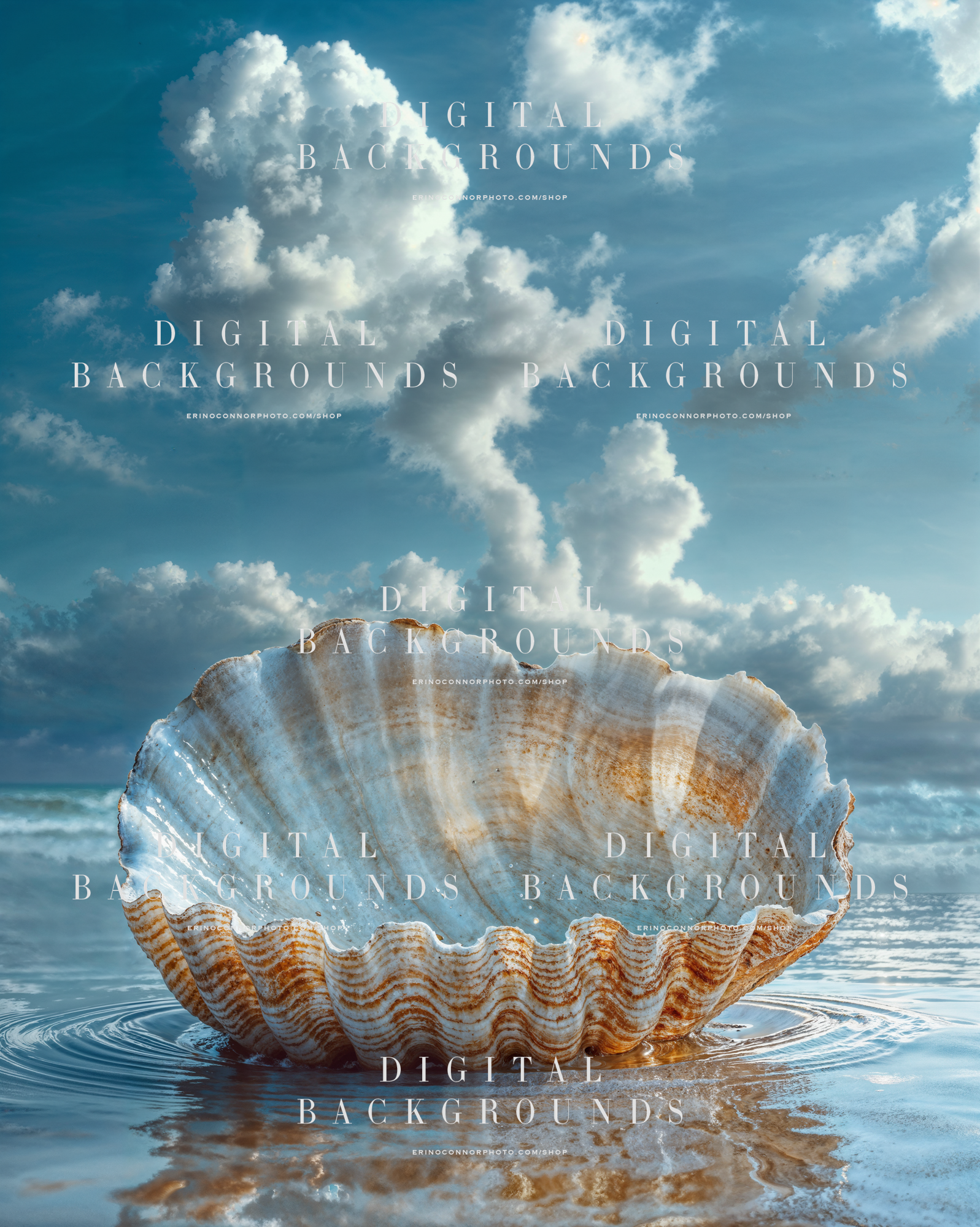 venus_seashell_rippled_shore_shell_bowl_background.png