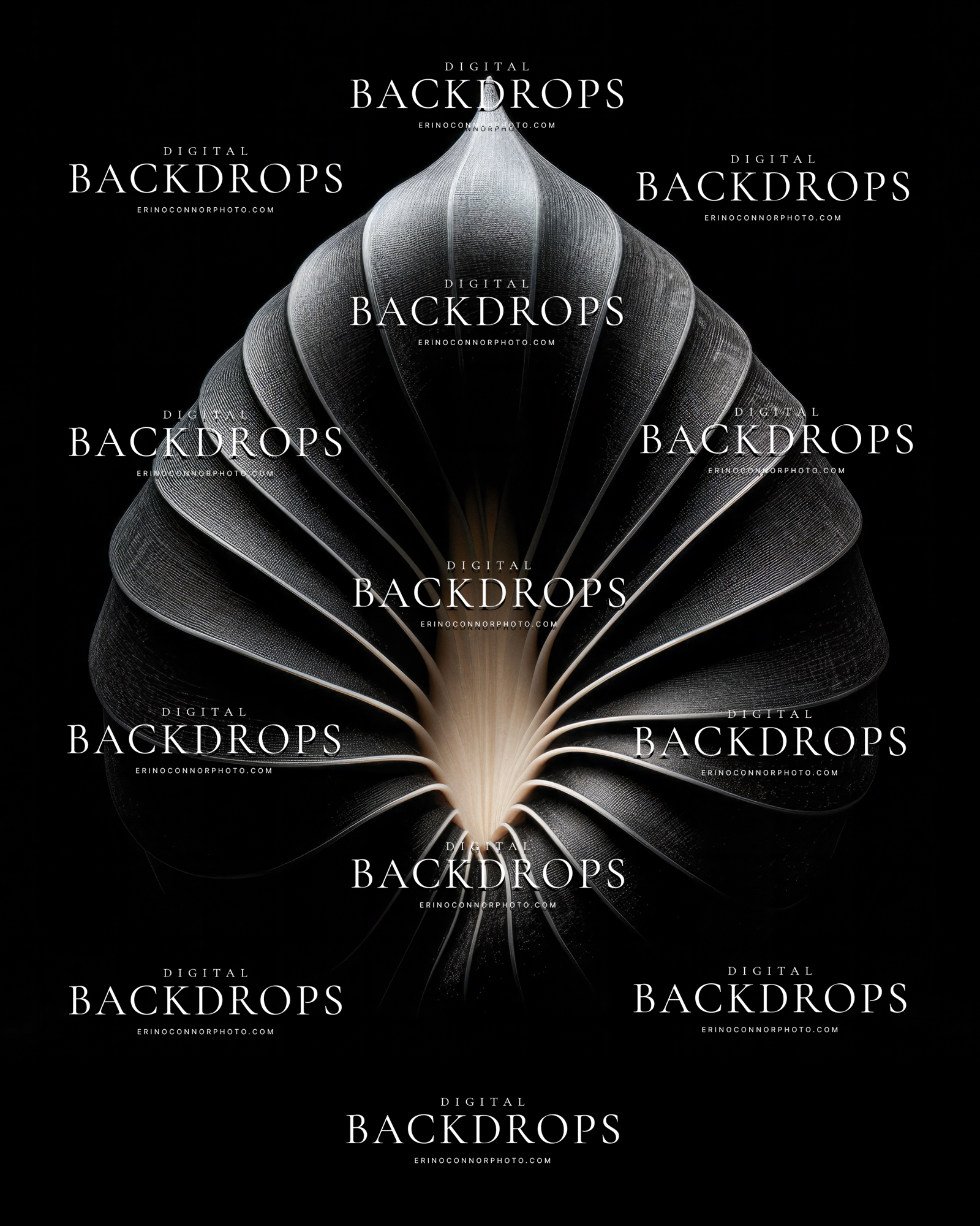 Newborn Botanicals Night Shell digital background, black with luminous silver shell petal, dramatic fine art newborn backdrop