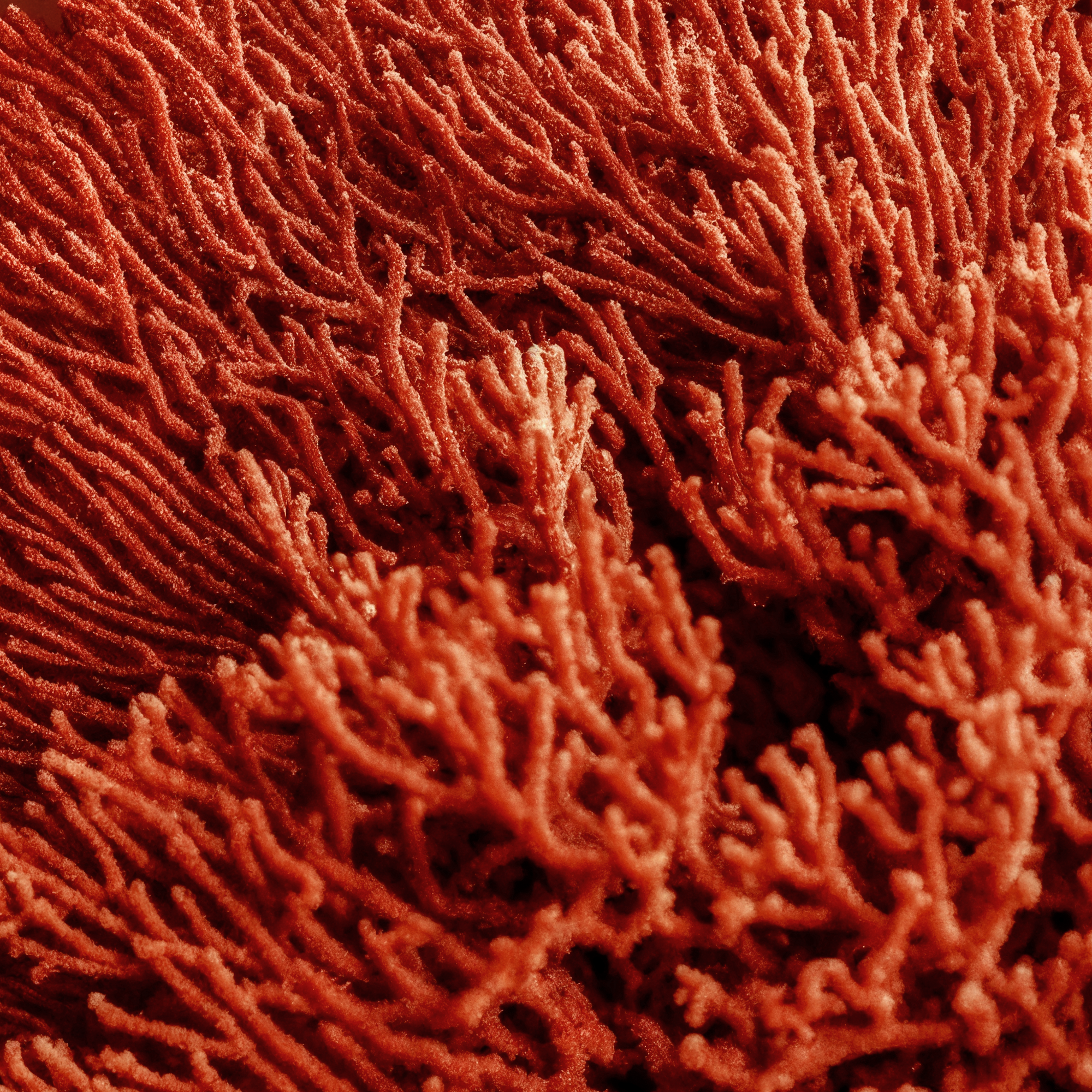 Close detail of the intricate branching red coral featured in the Kavya portrait.
