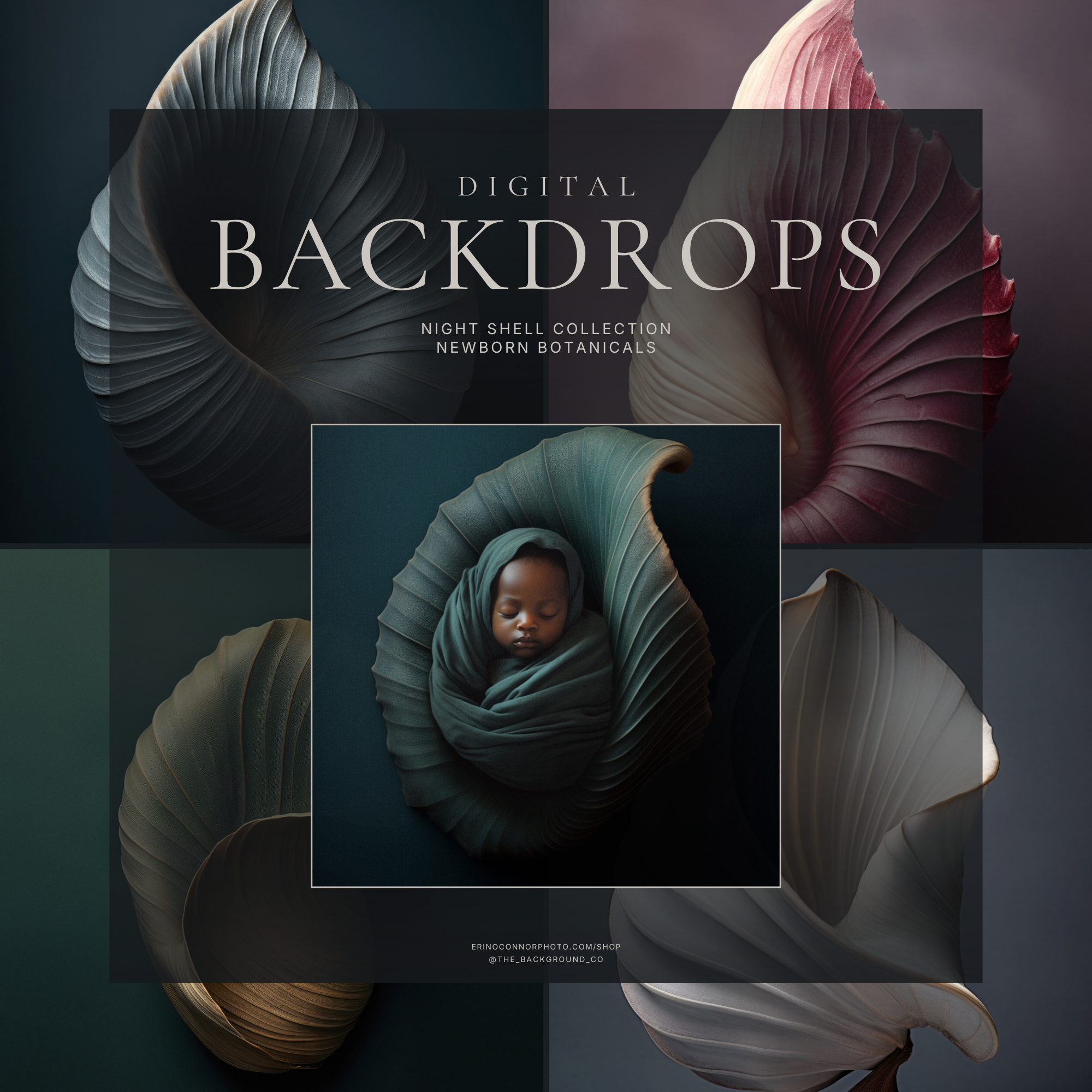 Newborn Botanicals: Night Shell Collection ~ Digital Backgrounds