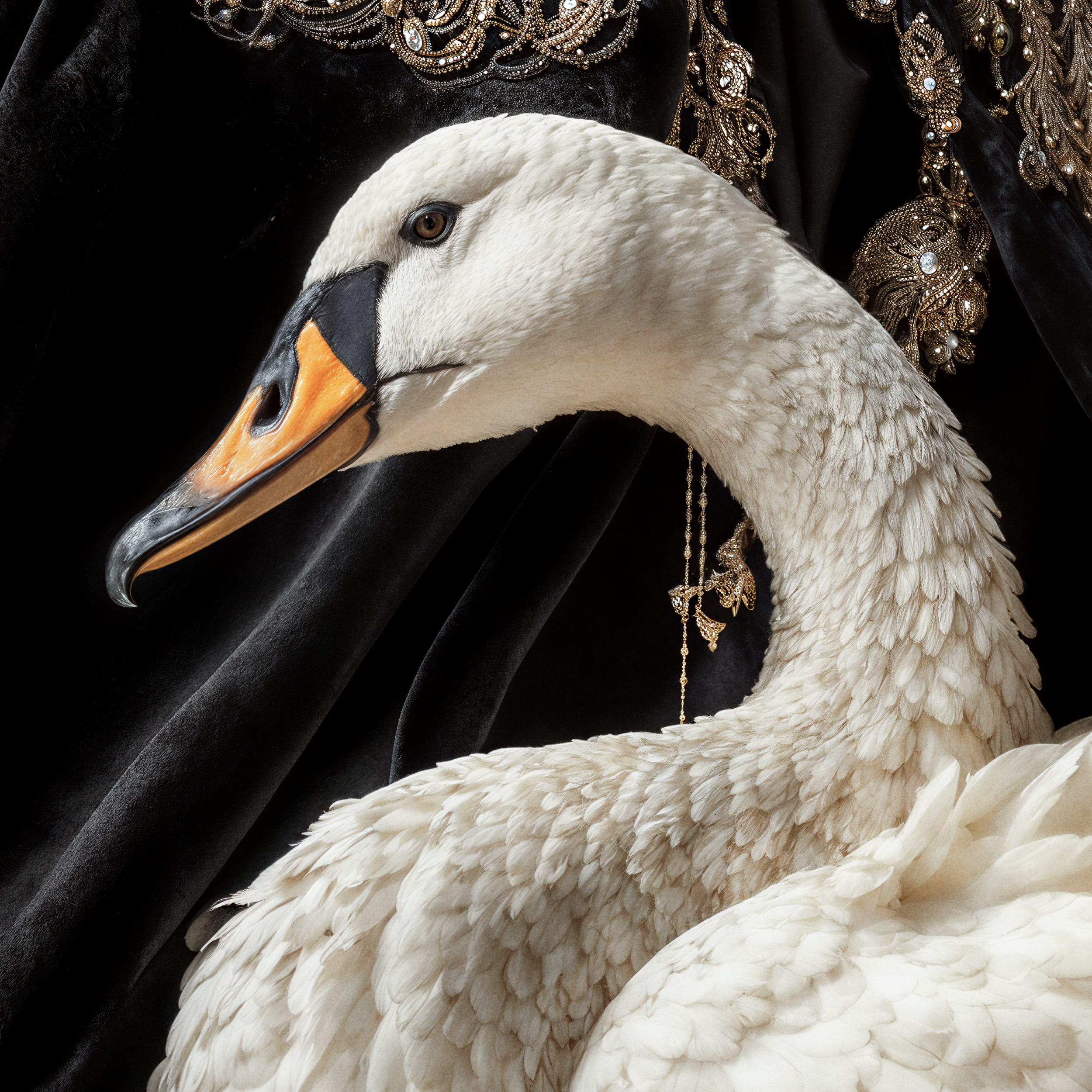 Close detail of Vaelora beside a white swan in a dark romantic fine art portrait.