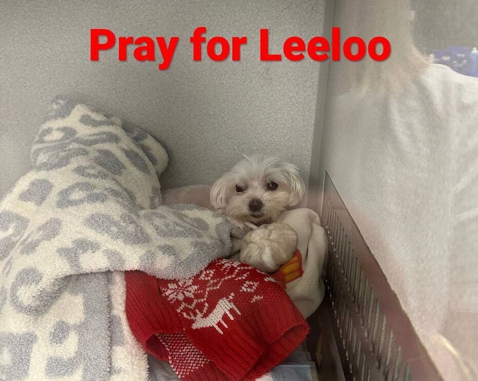 Friends, if you could put your hands together and say a prayer to God for a miracle for Leeloo, the Braly family would really appreciate it. She&rsquo;s in critical care and may not make it - she has a severe autoimmune disorder that was finally diag