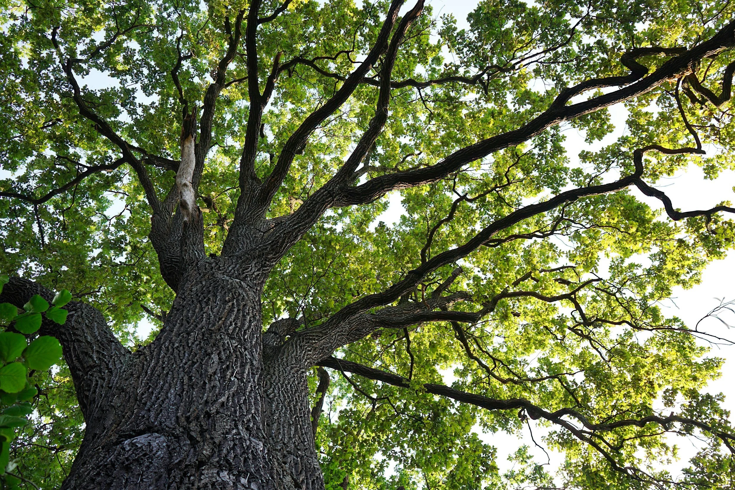 Old oak tree with many branches and green foliage
