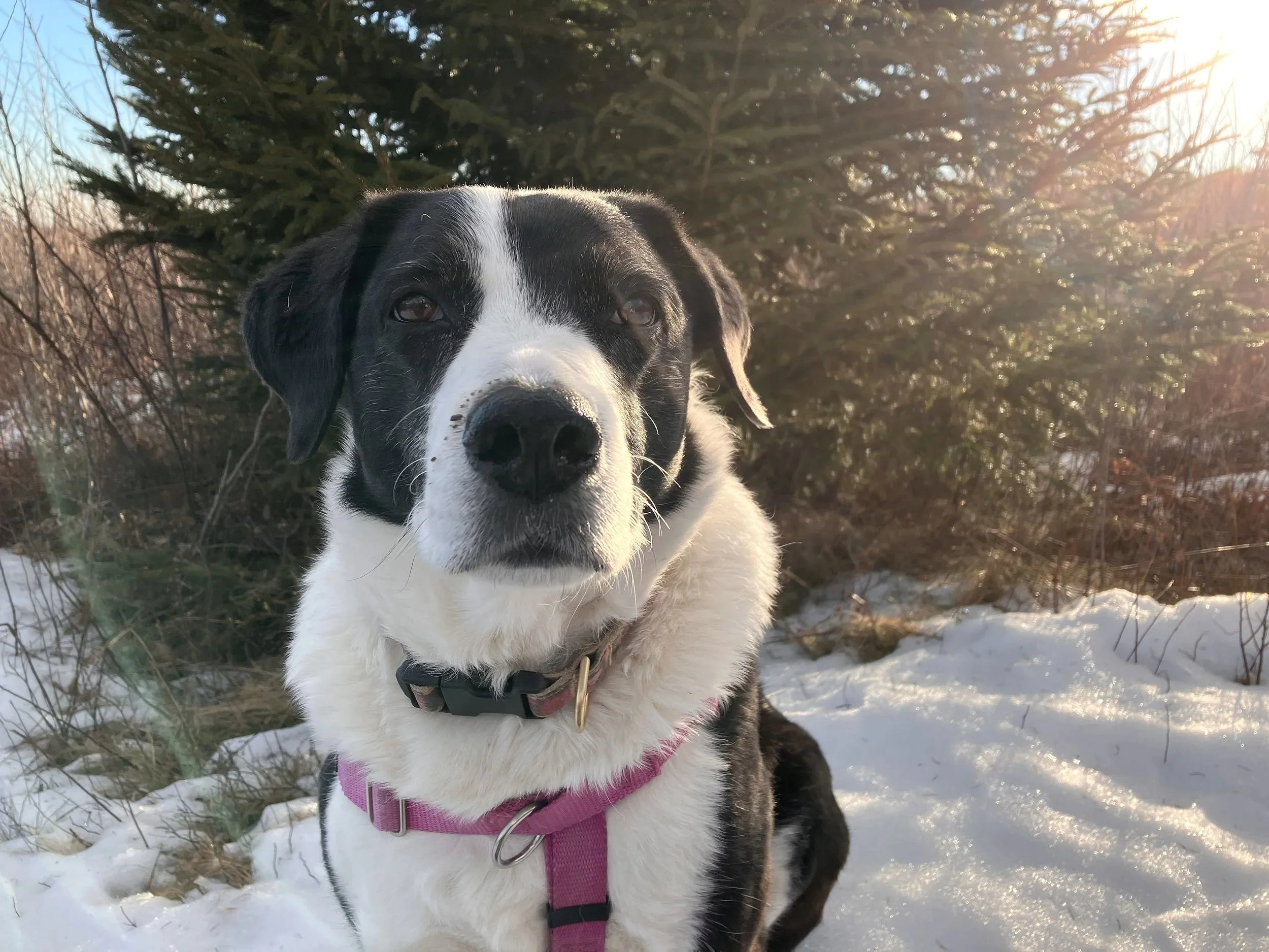 Border collie outside in winter in front of spruce tree