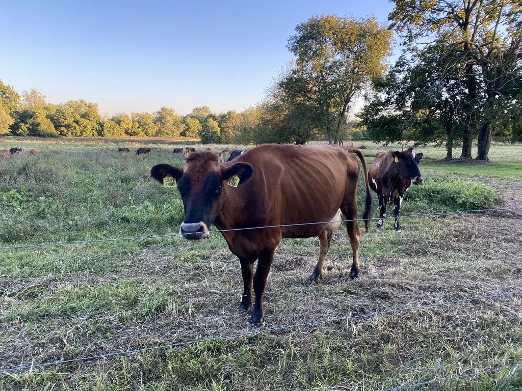 Advanced Wine &amp; Cheese: Domestic Delights Class at Philly Cheese School