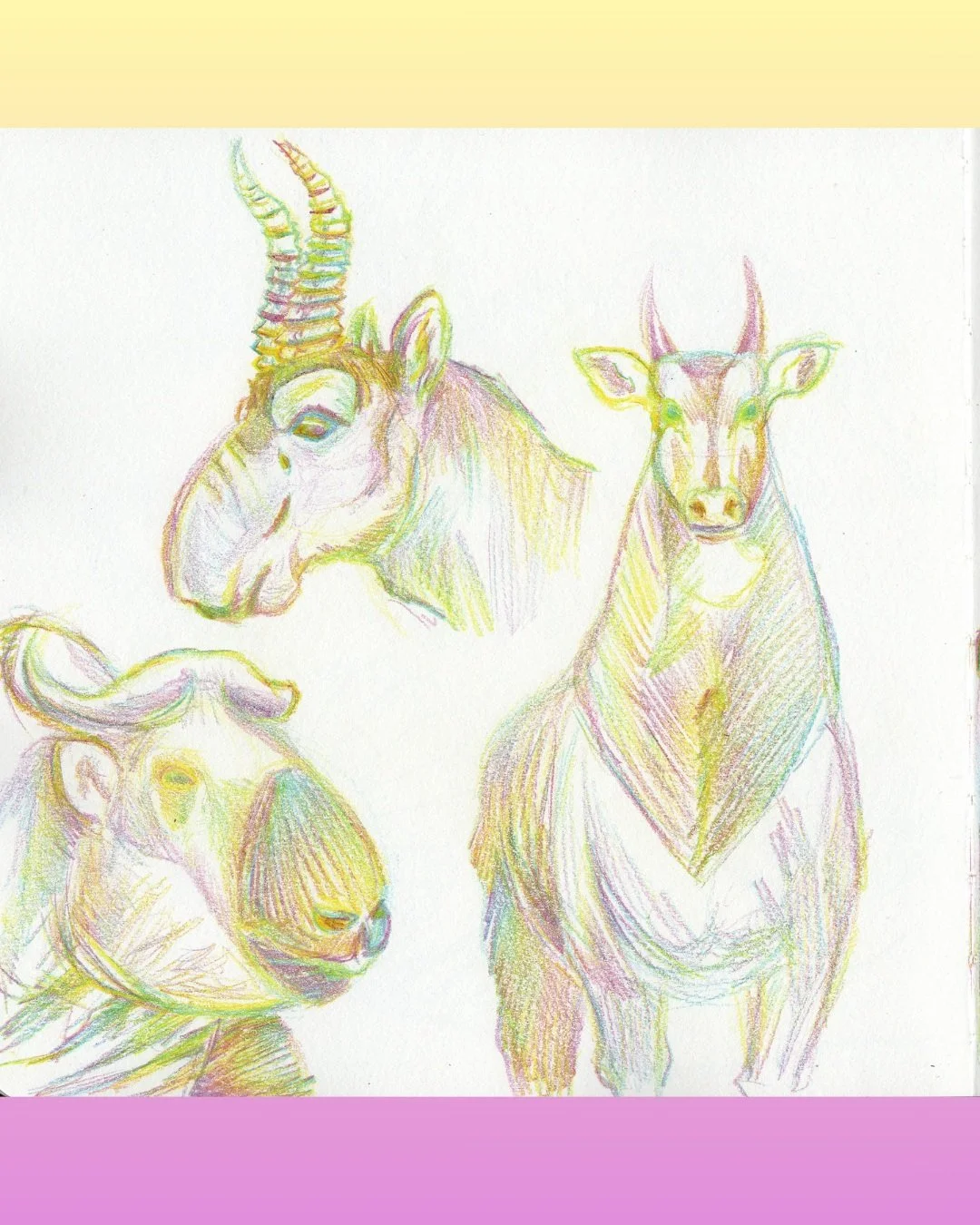 Decided to make a colorful spread of ungulates with my chunky confetti. Pleasantly pleased with the outcome. 

I recommend finding some of these pencils to doodle with. 

#sketchbook #colorful #nature #antelope #ungulate #drawing #art