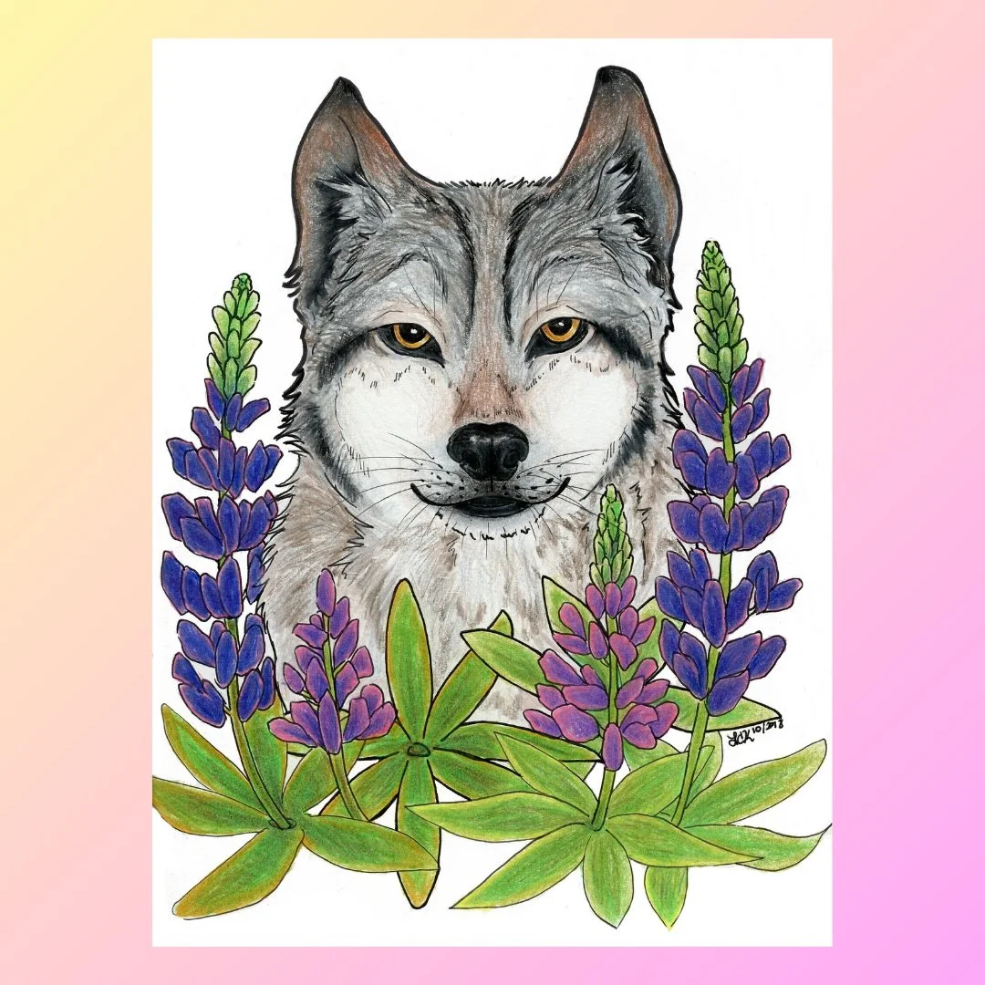 Busy doing errands today, so here is a throwback from 2019. I call this Lupus in Lupine. 

Medium: Color pencil and pen

#nature #wildlifeart #wildlife #wolf #dog #canine #flowers #art #colorpencil #animals