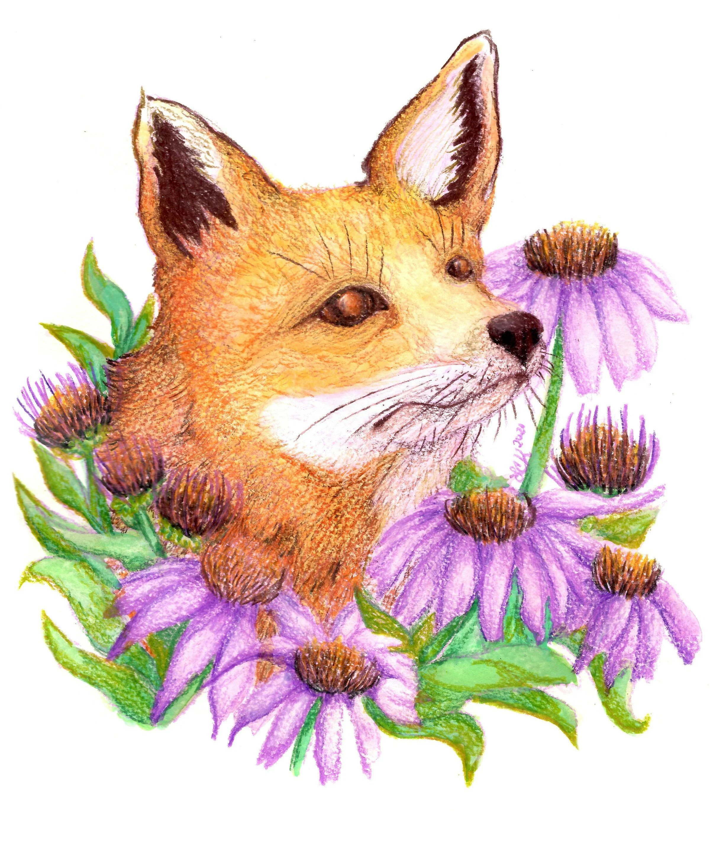 Fox_&_Purple_Cornflower (2).jpg