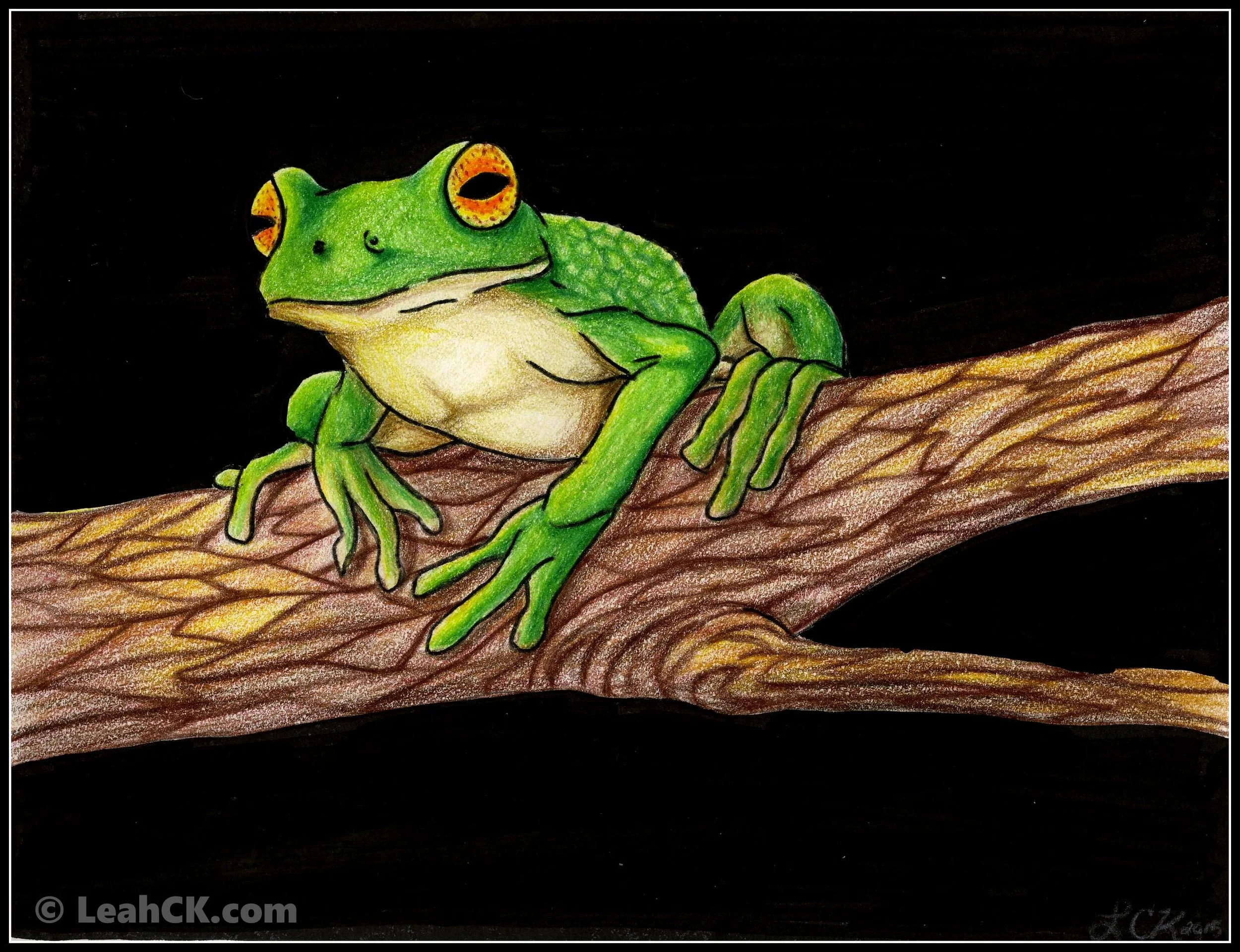 White_lipped_tree_frog.JPG