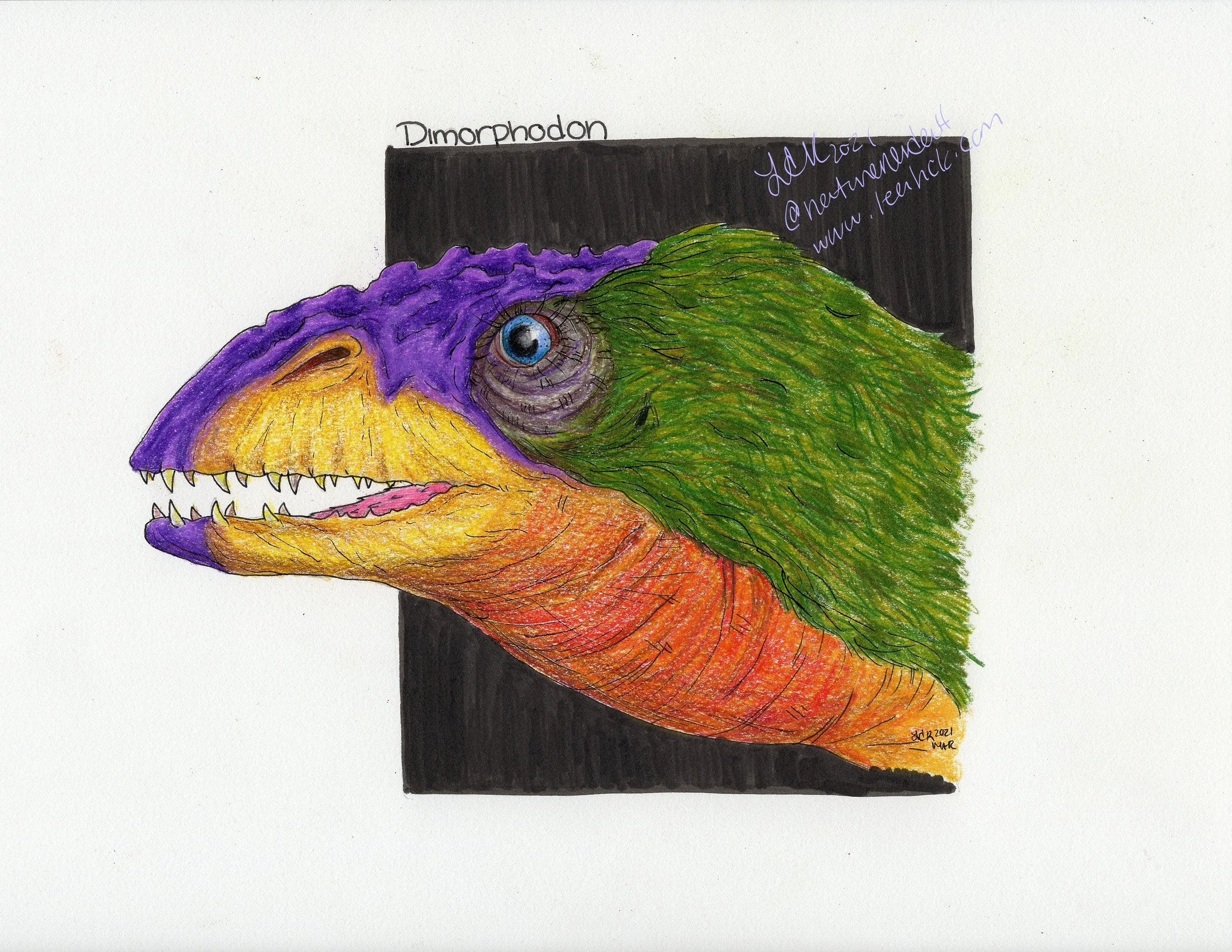 Dimorphodon_Sig_scan.jpg