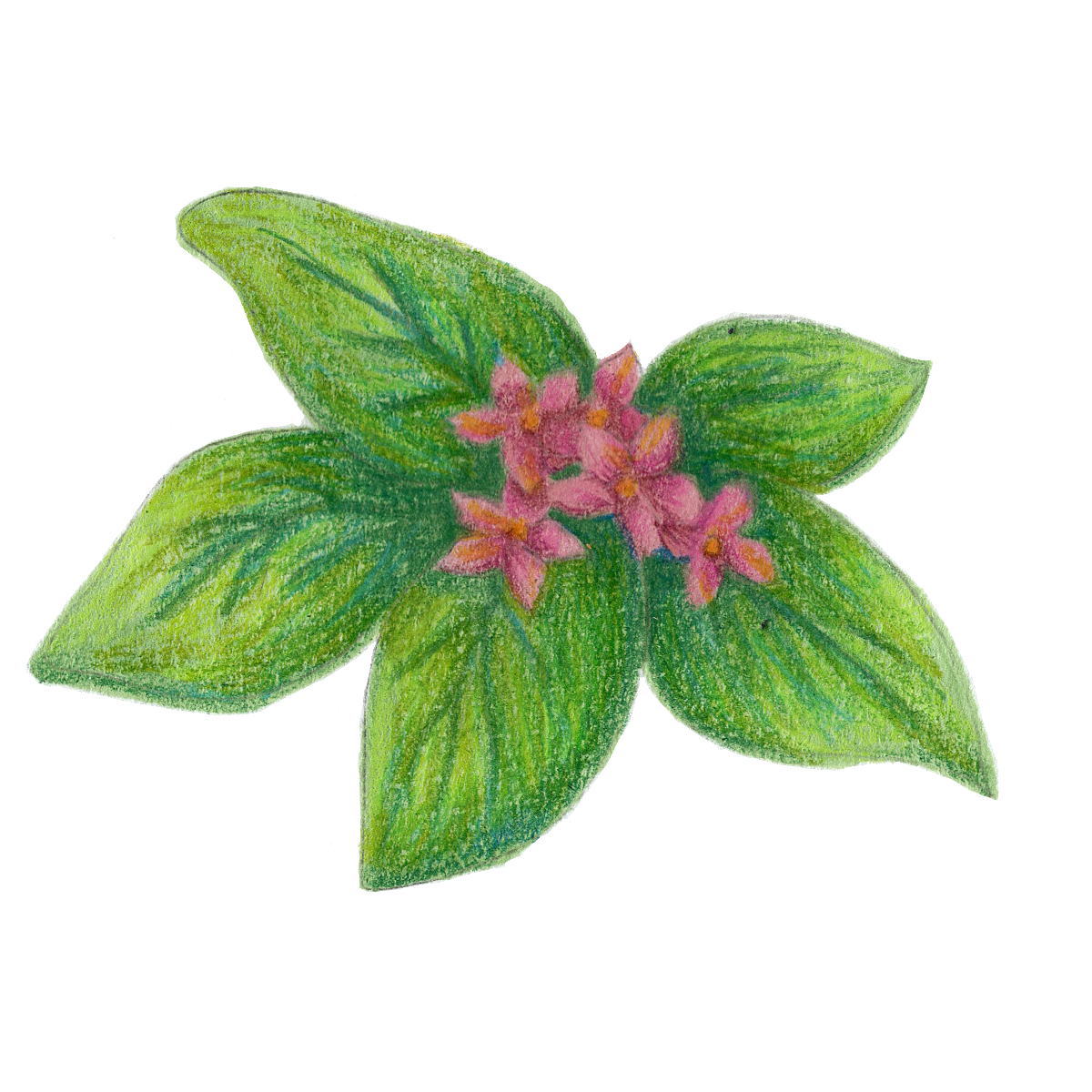 Modest Mayflower Sticker